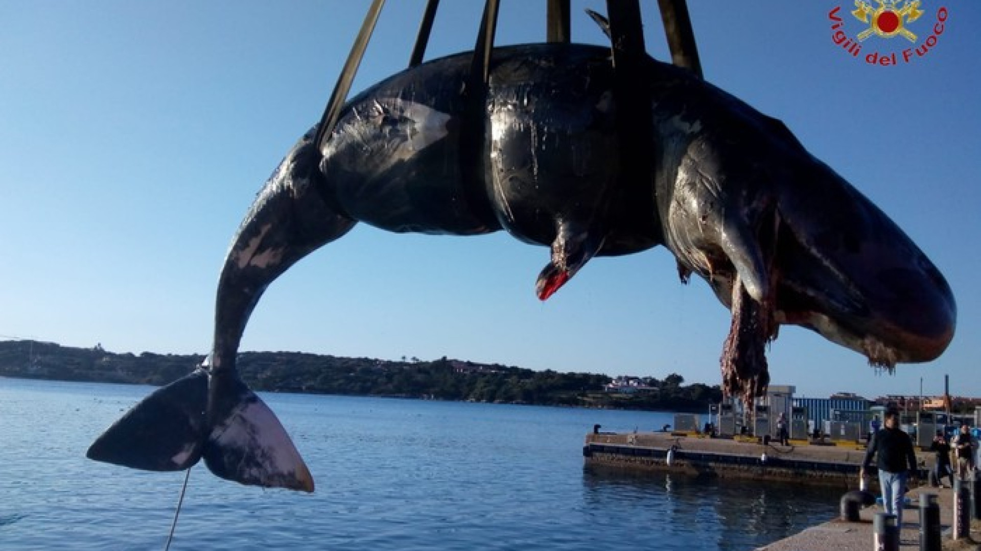 Baleia grávida é encontrada morta com 22 kg de plástico no estômago