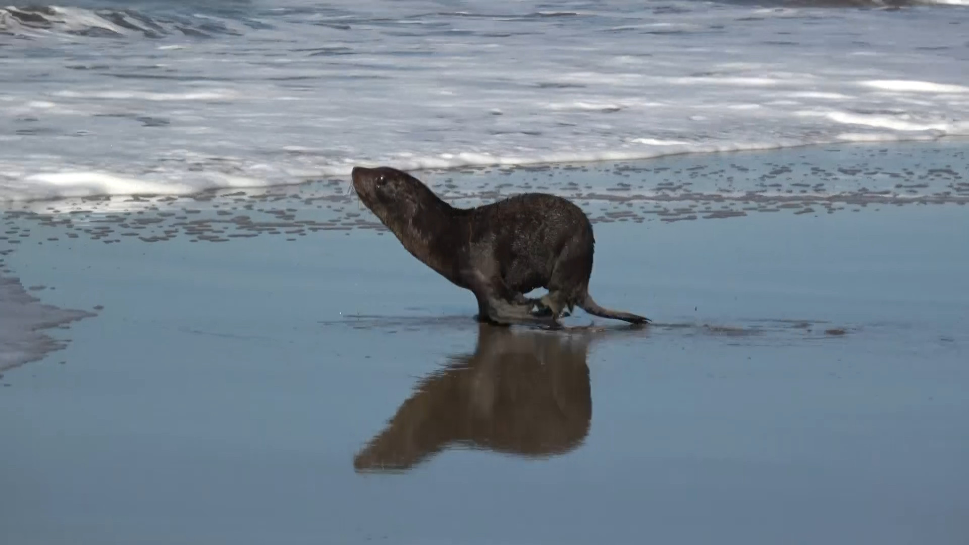 Trio de lobos-marinhos devolvidos ao mar na Argentina