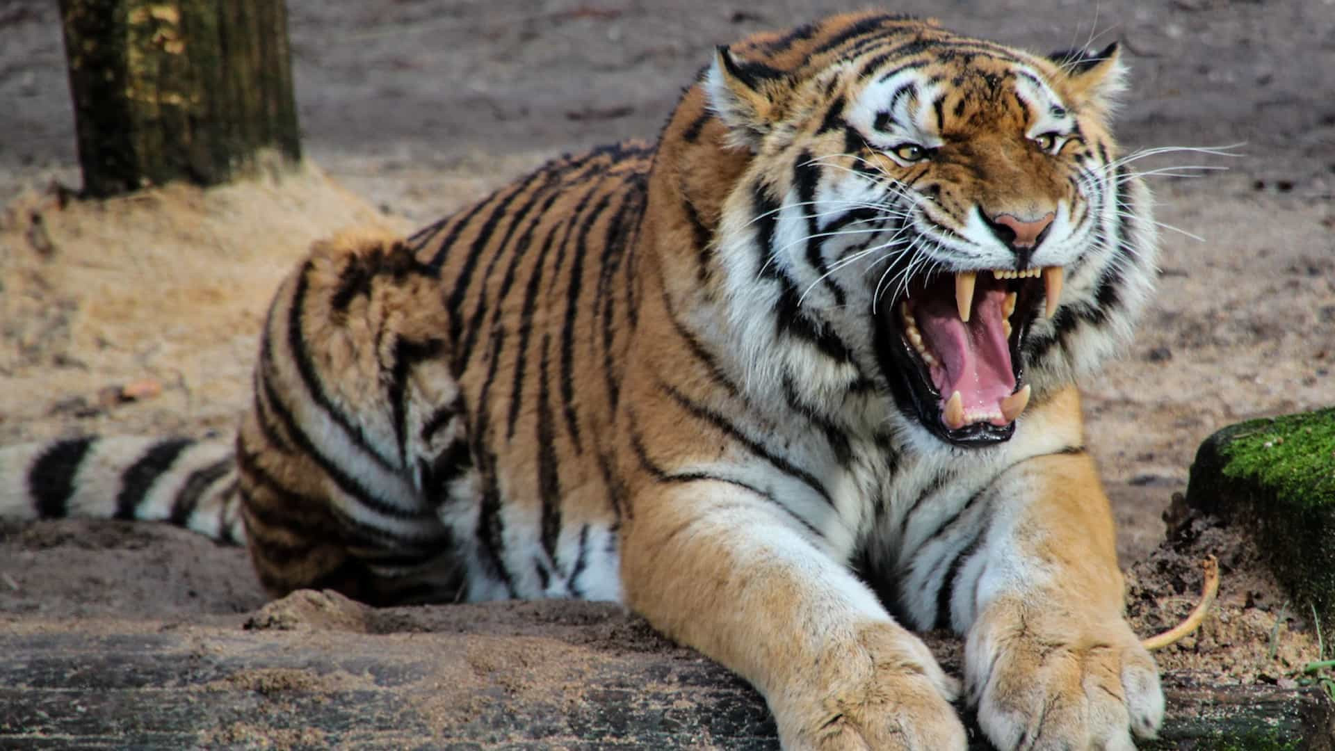Grupo invade Zoo e agride girafa e tigre com garrafas