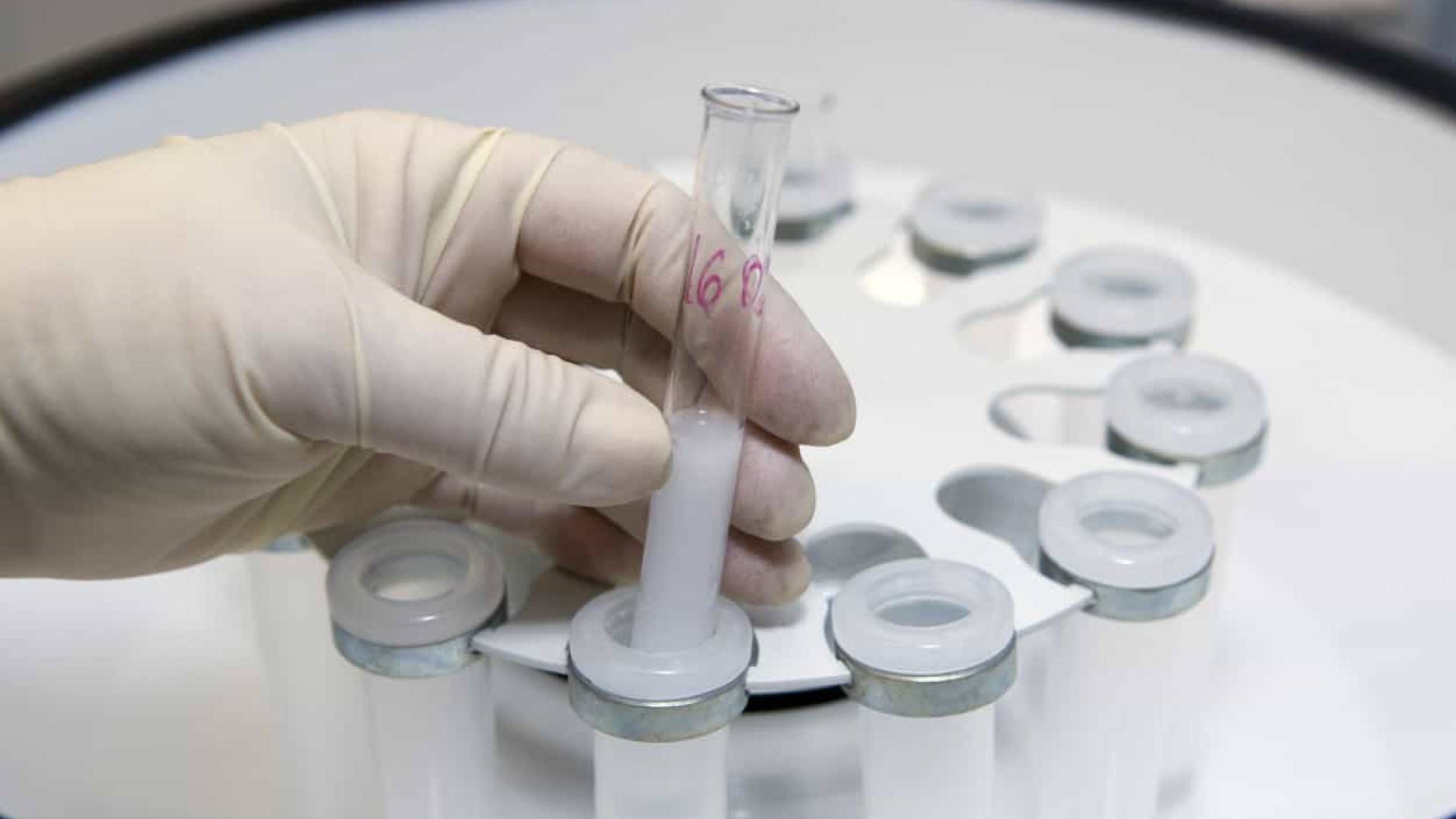 Cientistas usam ímã e nos testículos para contracepção masculina em ratos