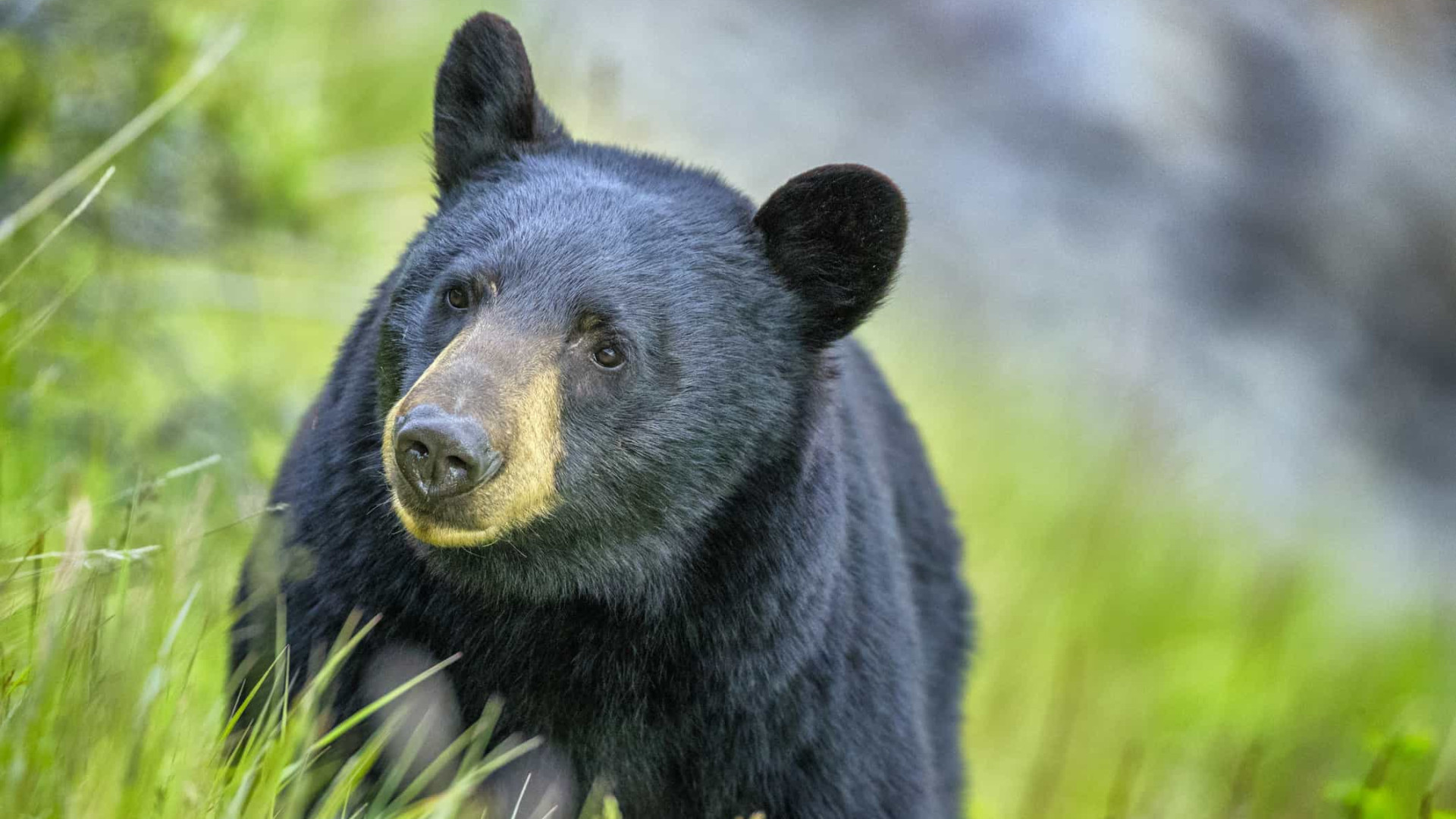 Cabeça humana encontrada após urso ser visto com botas penduradas na boca