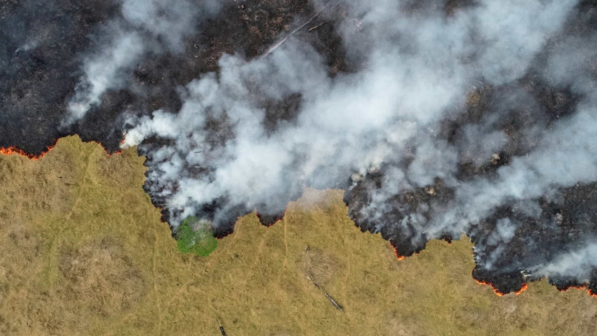 PF buscas incendiários que combinam por aplicativos ataques à floresta