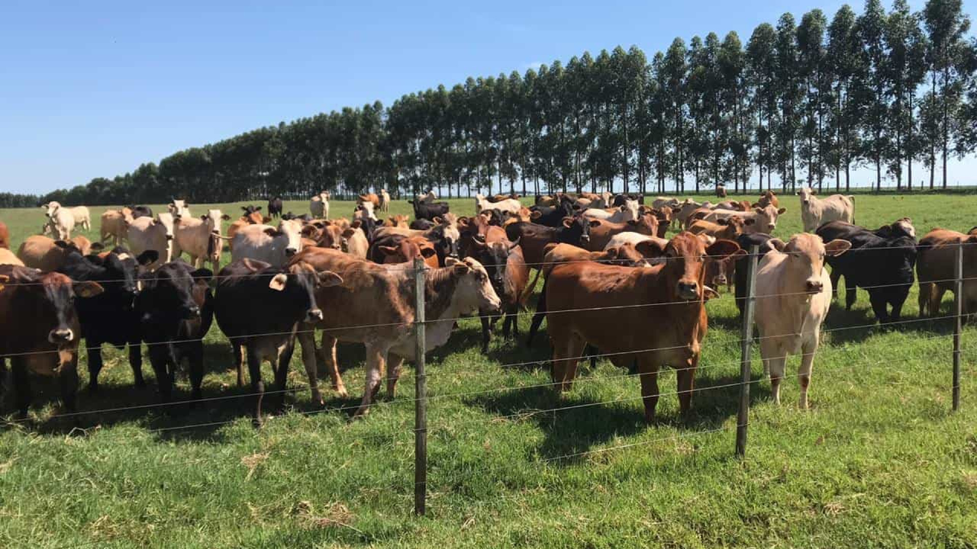 Agricultura diz que preço da arroba bovina caiu 5% em janeiro