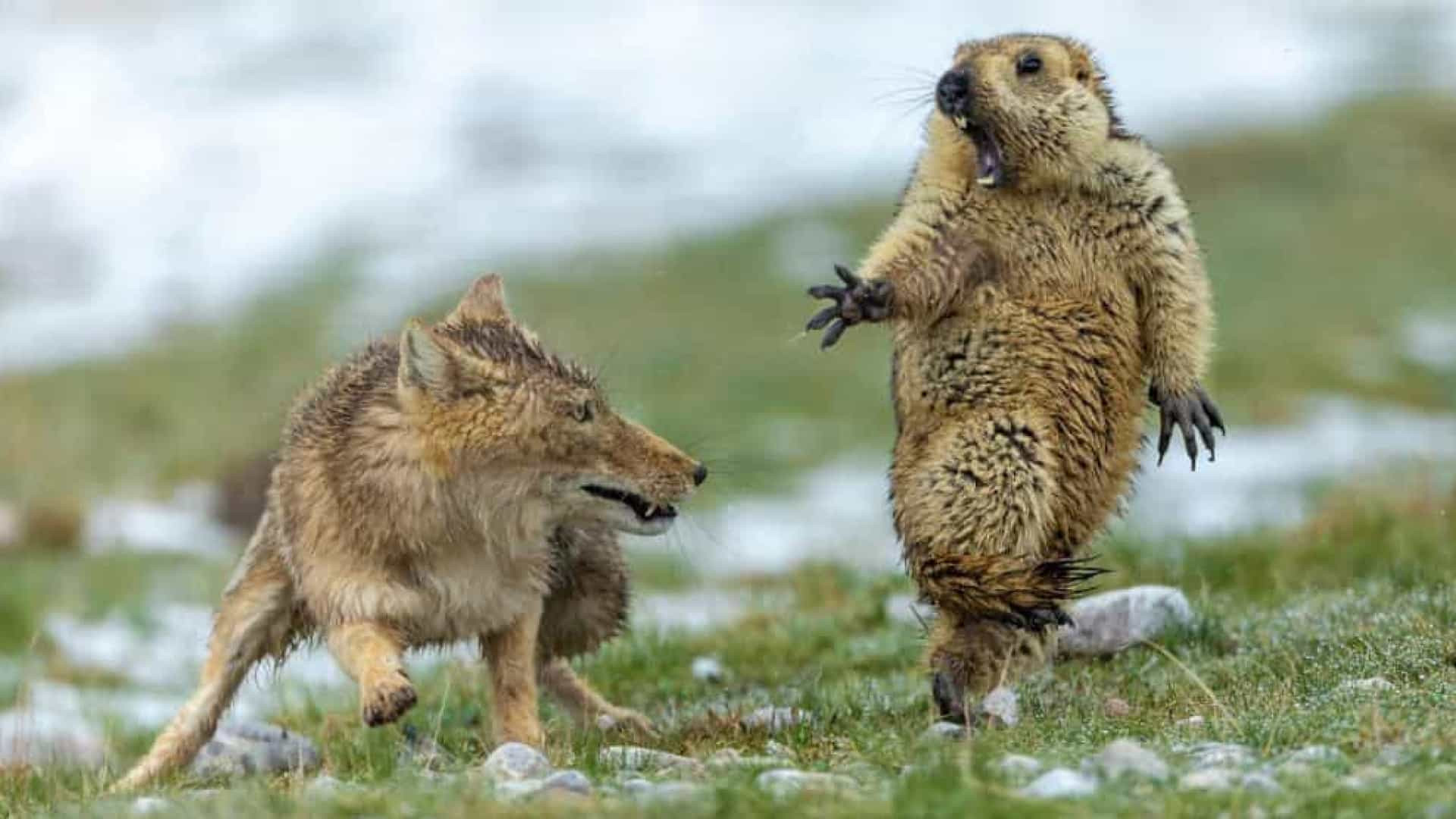 Luta de raposa e marmota é a fotografia de vida selvagem do ano