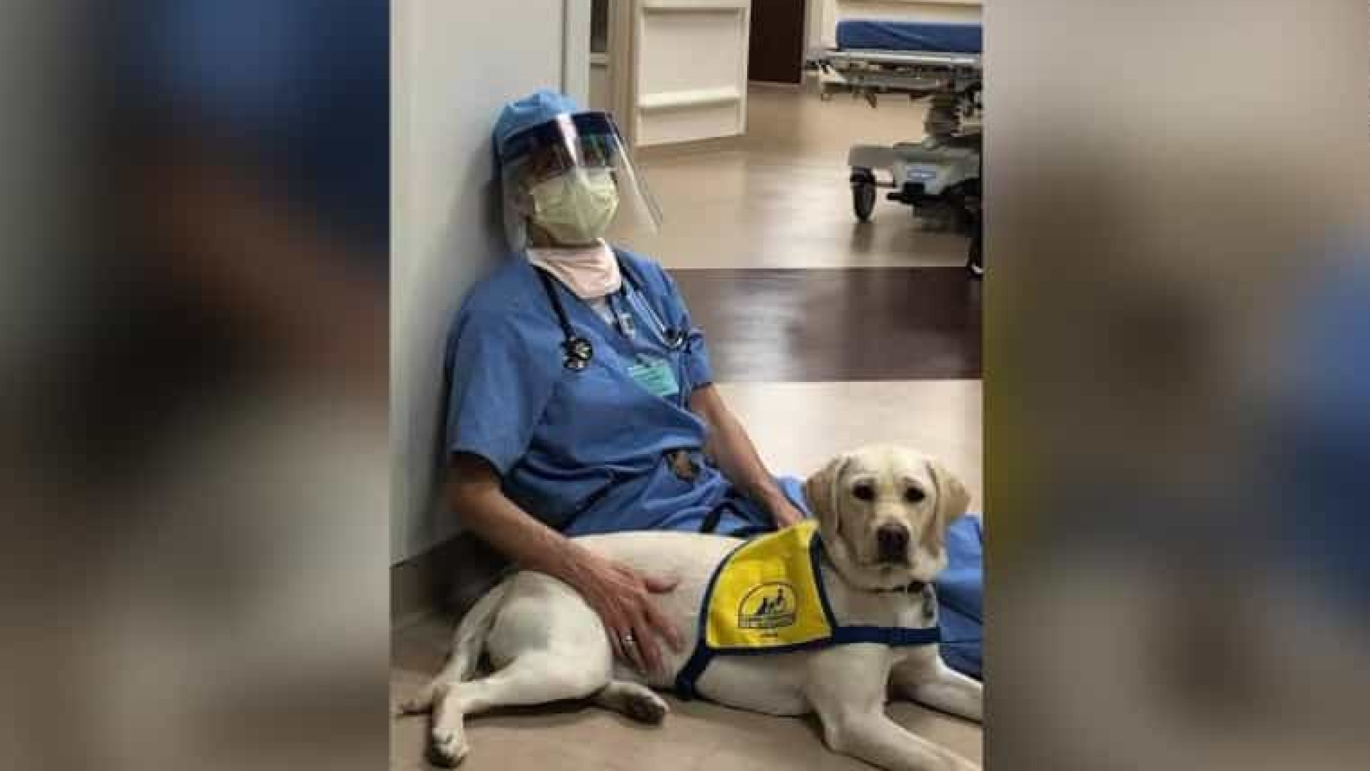 Covid-19: 'Cão de conforto' dá apoio emocional num hospital de Denver