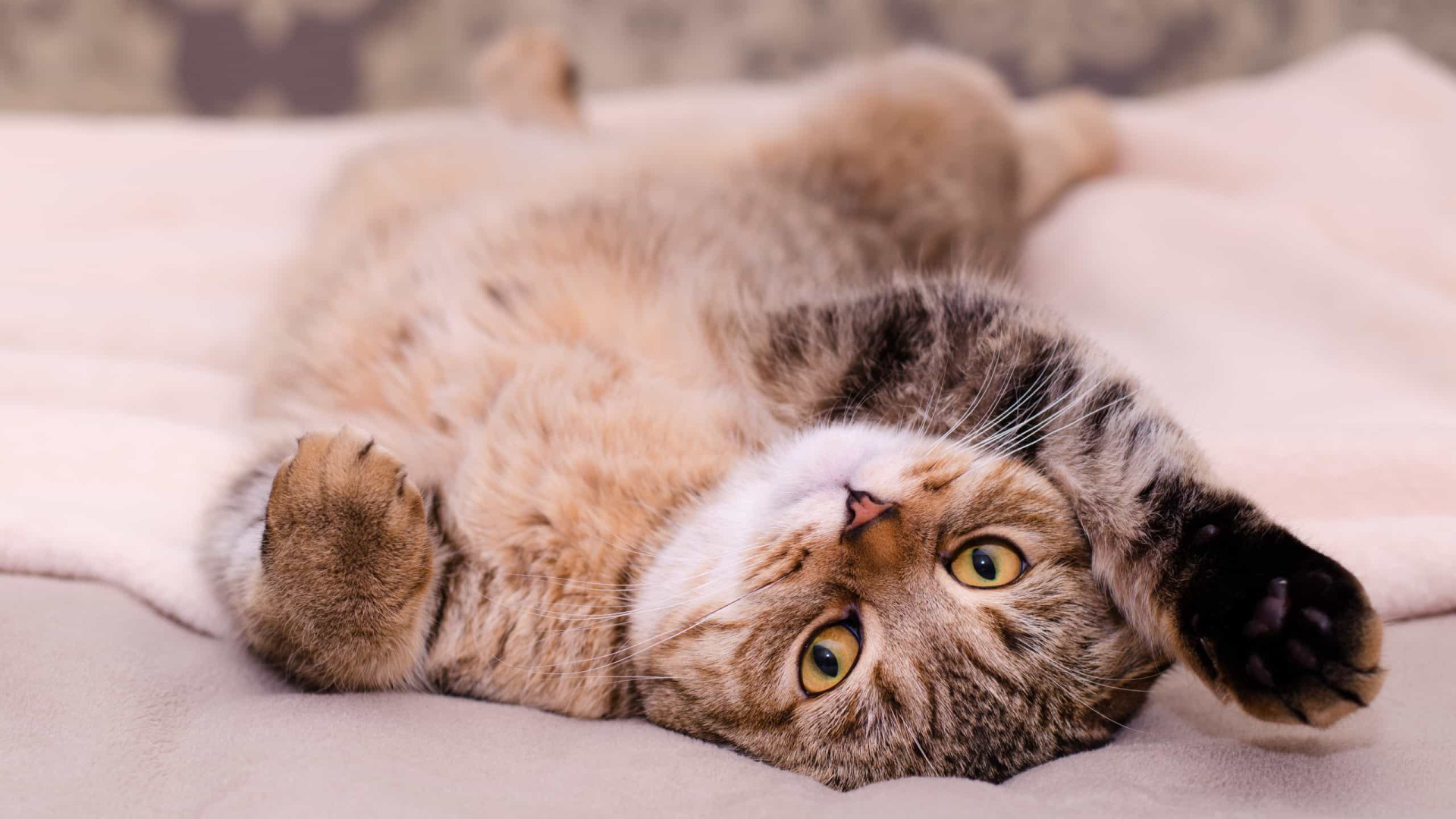Por que motivo os gatos não gostam de carinho na barriga?