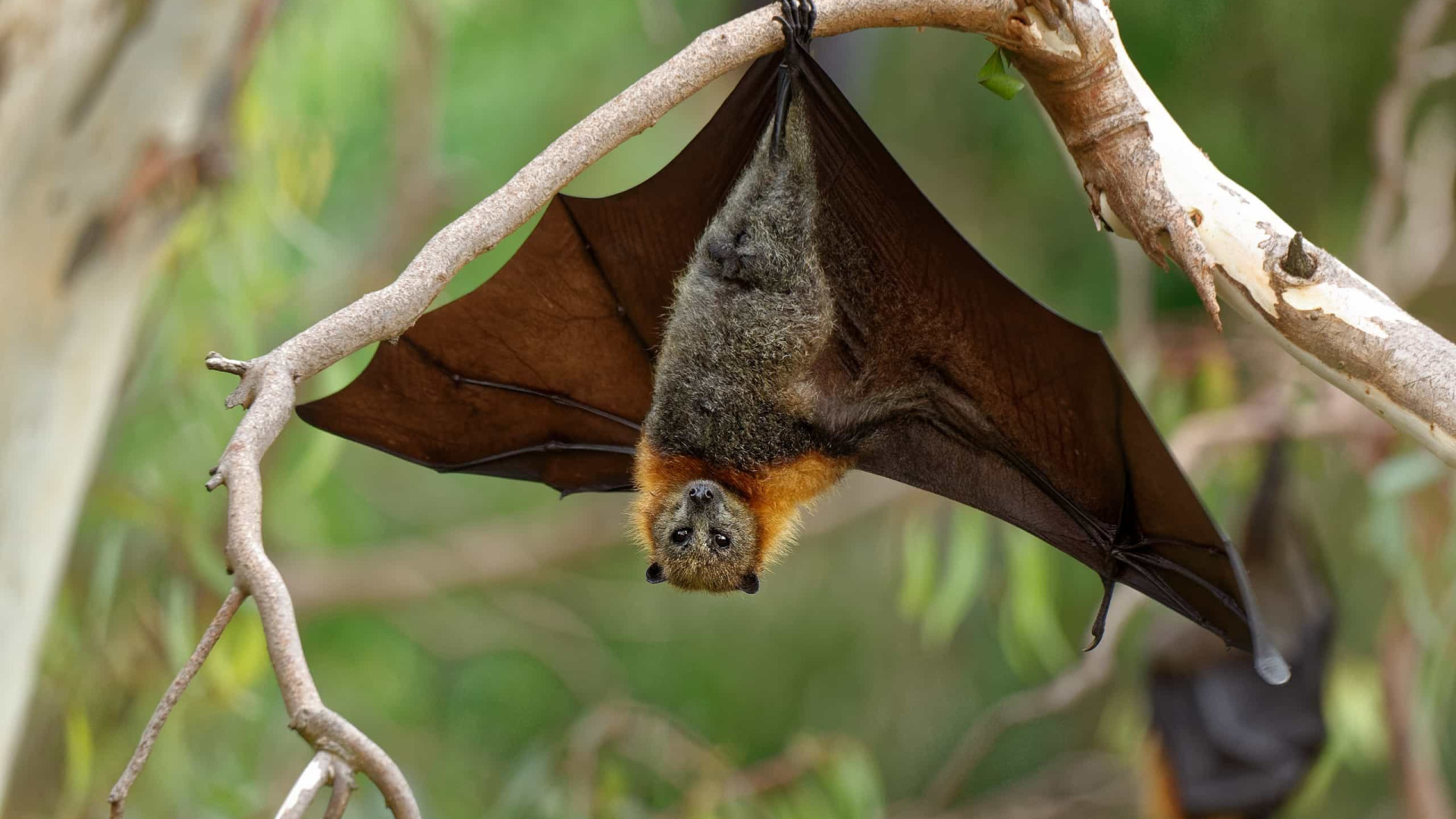 Autoridades alemãs apreendem morcegos cozidos na fronteira com a Bélgica