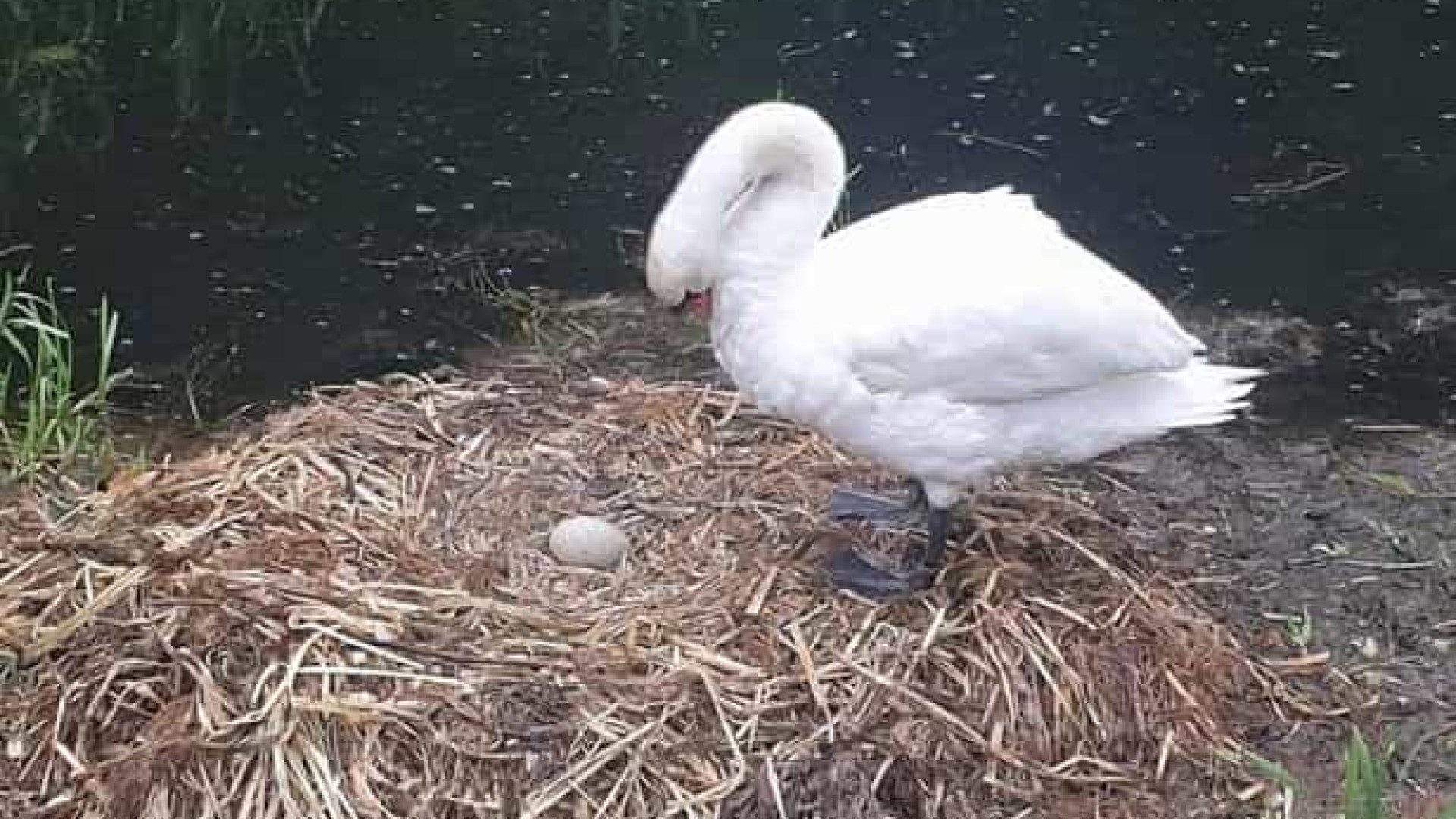 Cisne morre de desgosto após grupo de vândalos partir os ovos do ninho