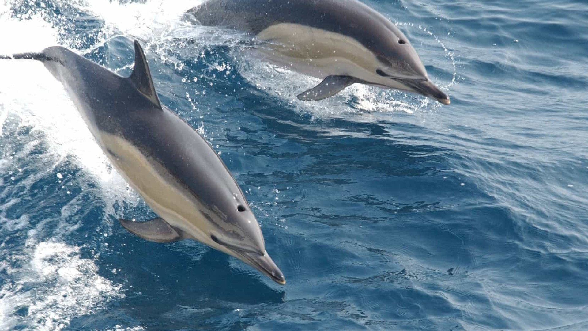 Duas novas espécies de golfinhos são descobertas na Suíça