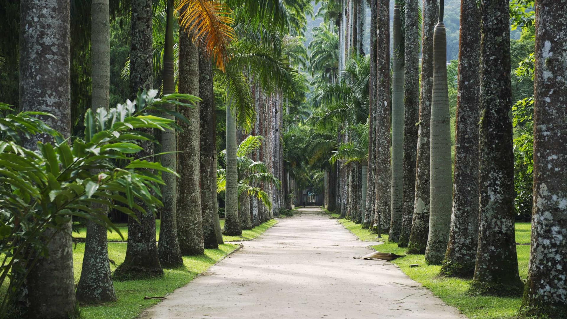 Parque Nacional da Tijuca estabelece novas regras para visitação