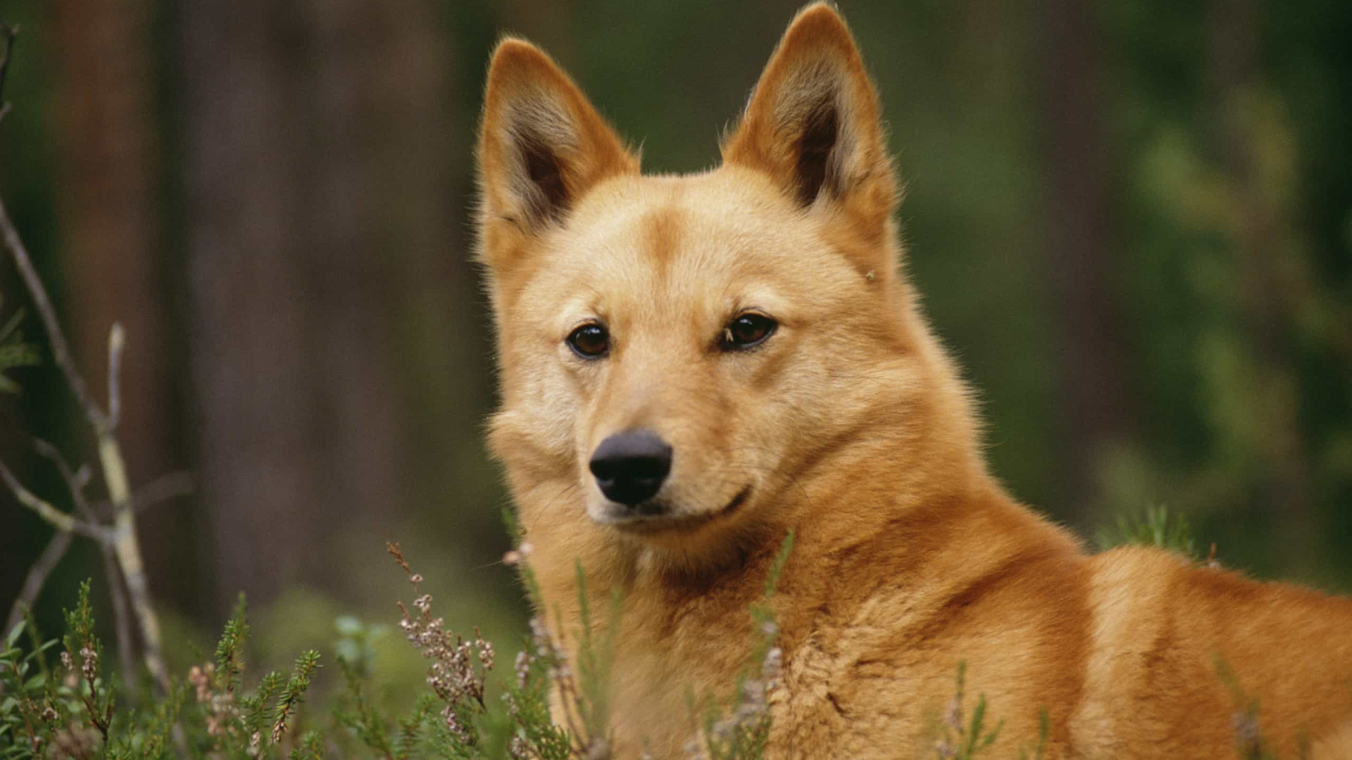 Três raças de cães que parecem raposas
