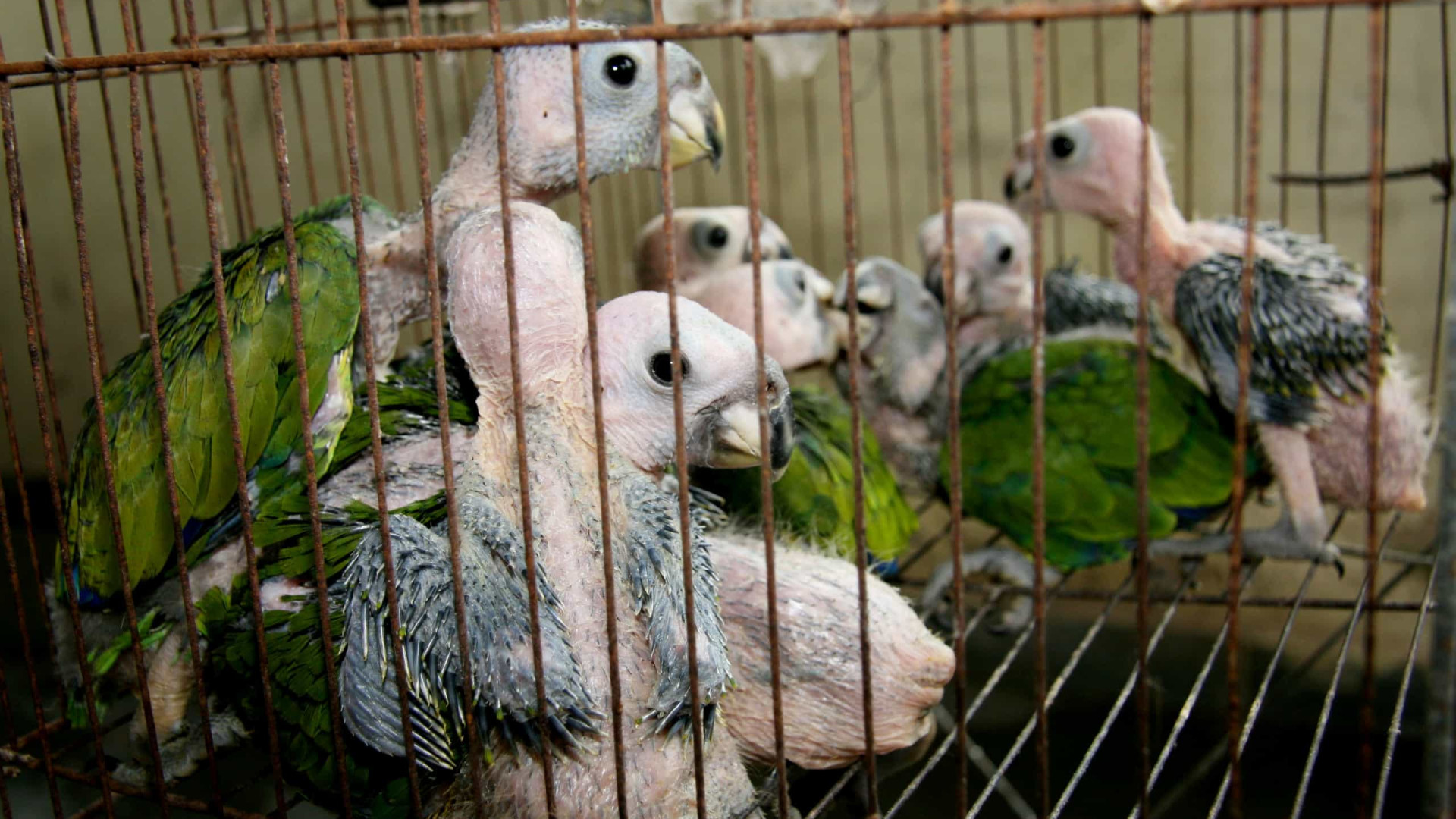 Relatório mostra falhas no combate ao tráfico de animais silvestres