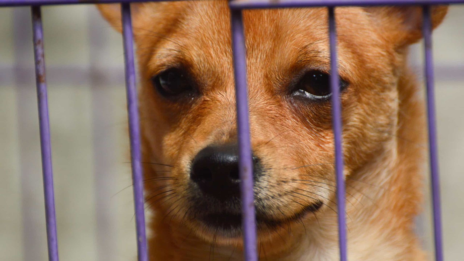 EUA mudam regras para ingresso de cães procedentes do Brasil, diz ministério