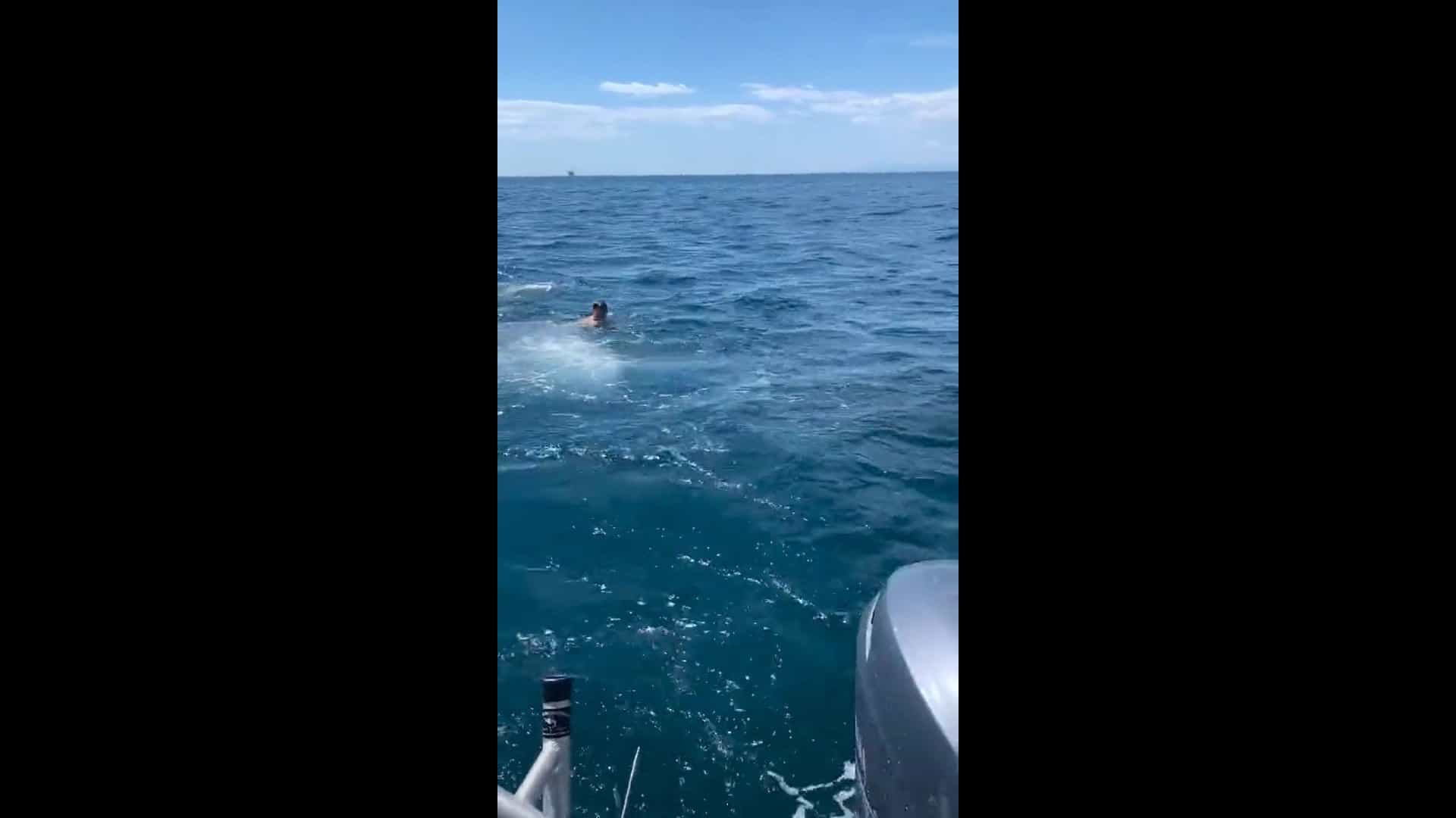 Jovem entra em pânico ao perceber que nadava com tubarão-branco