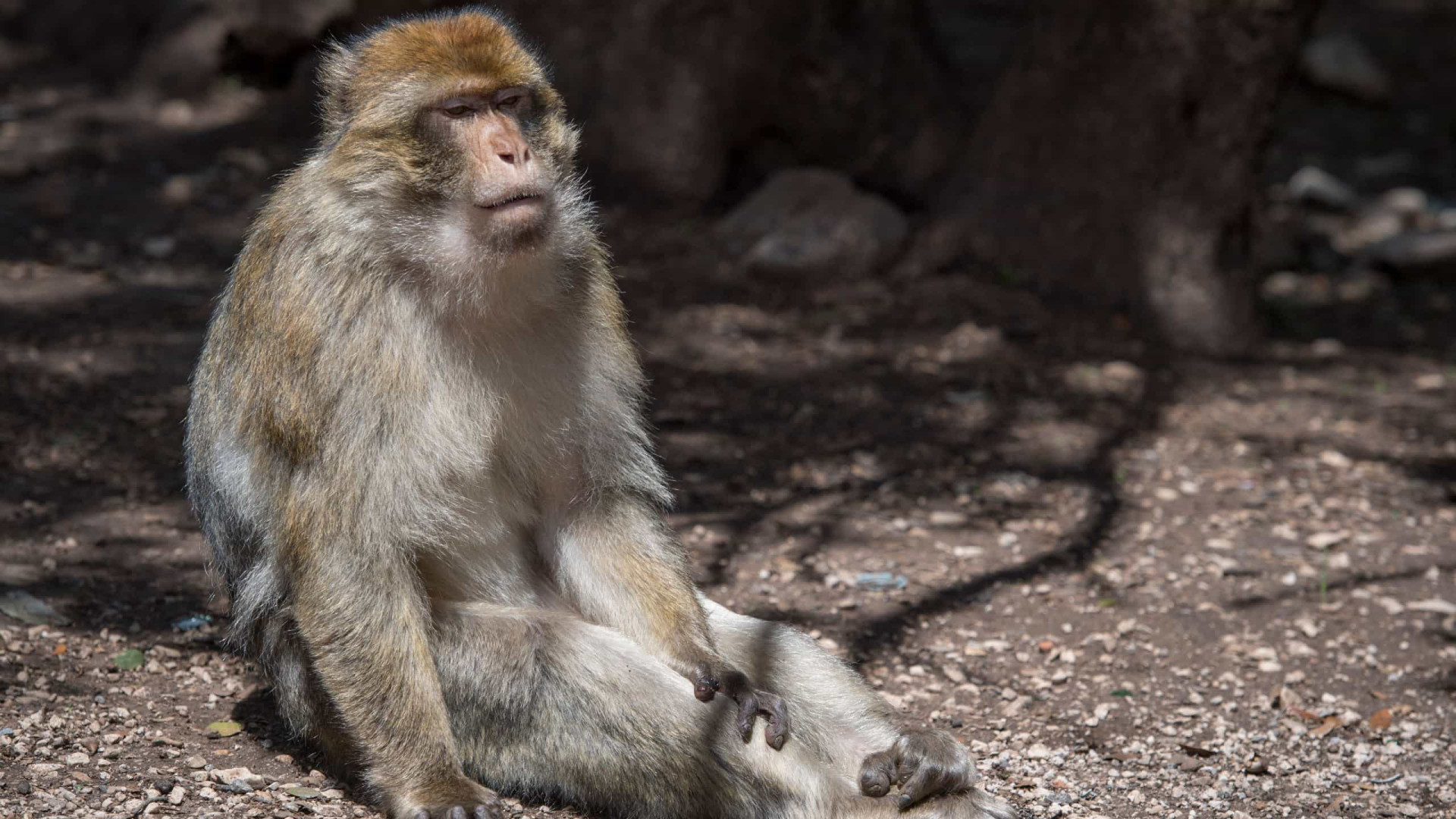 Zoo escocês lamenta após visitantes assistirem leões comendo um macaco