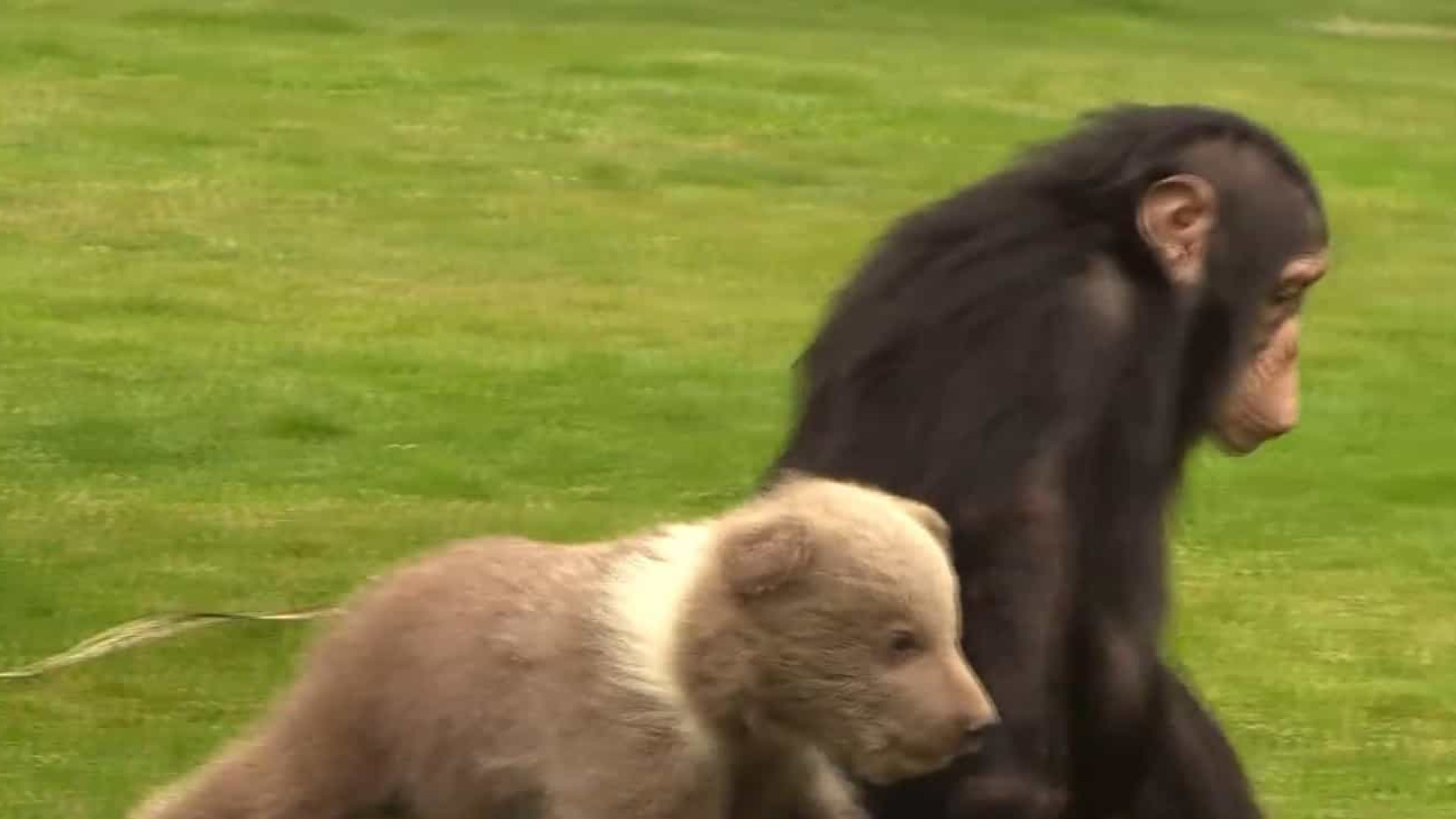 Chimpanzé e urso bebê tornam-se melhores amigos em Zoo da Turquia
