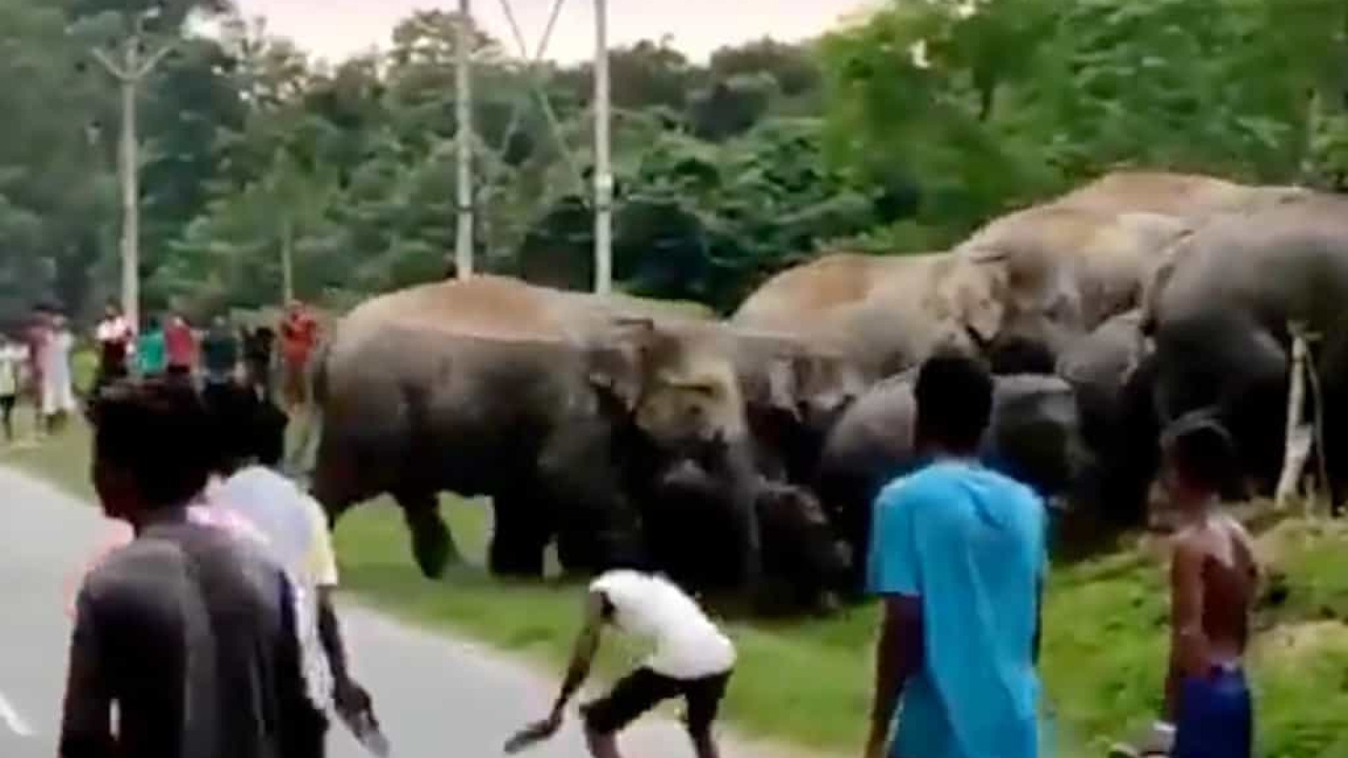Homem morre pisoteado na Índia por elefante que se sentiu provocado