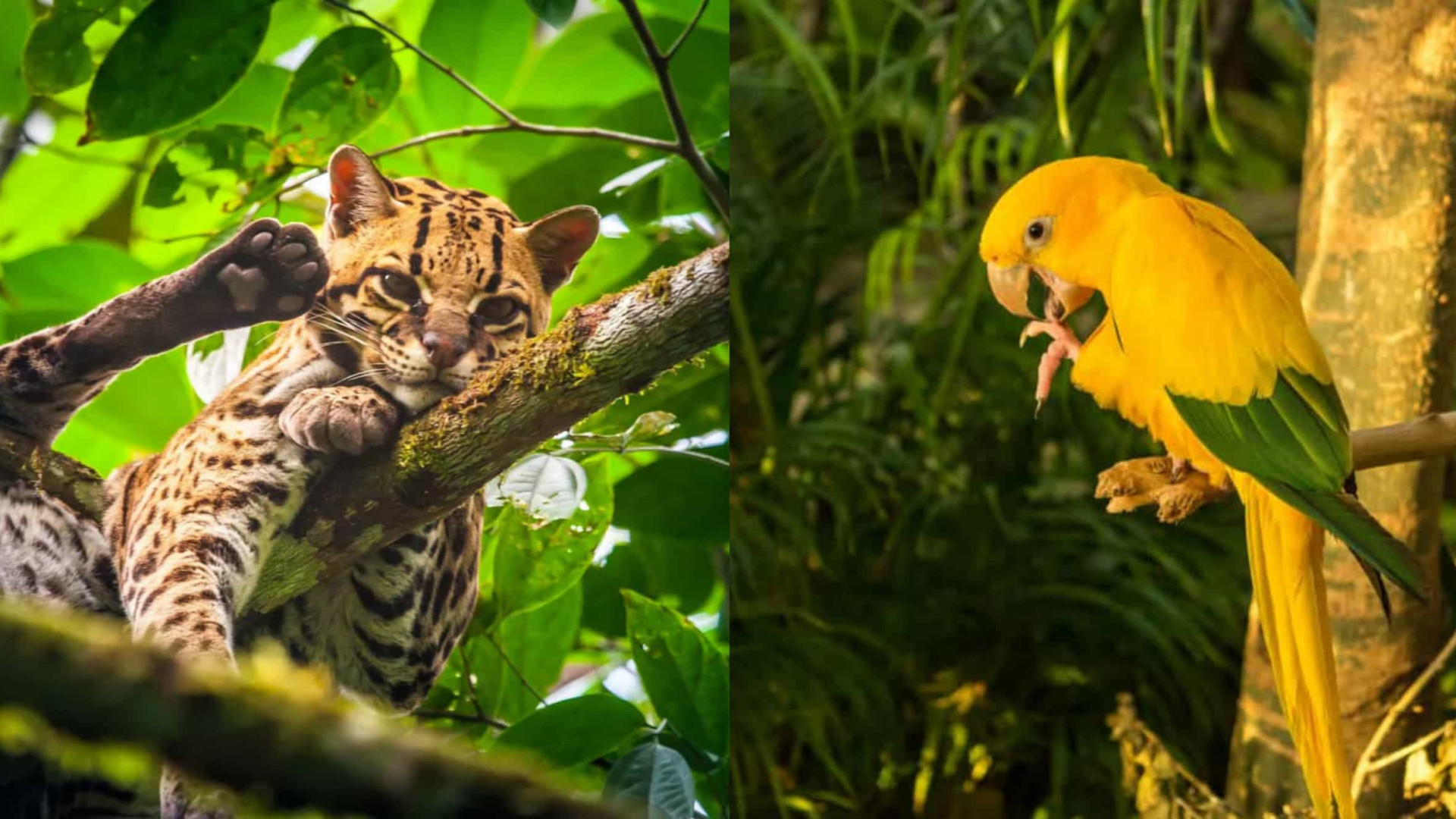 Animais que estão quase desaparecendo na Amazônia