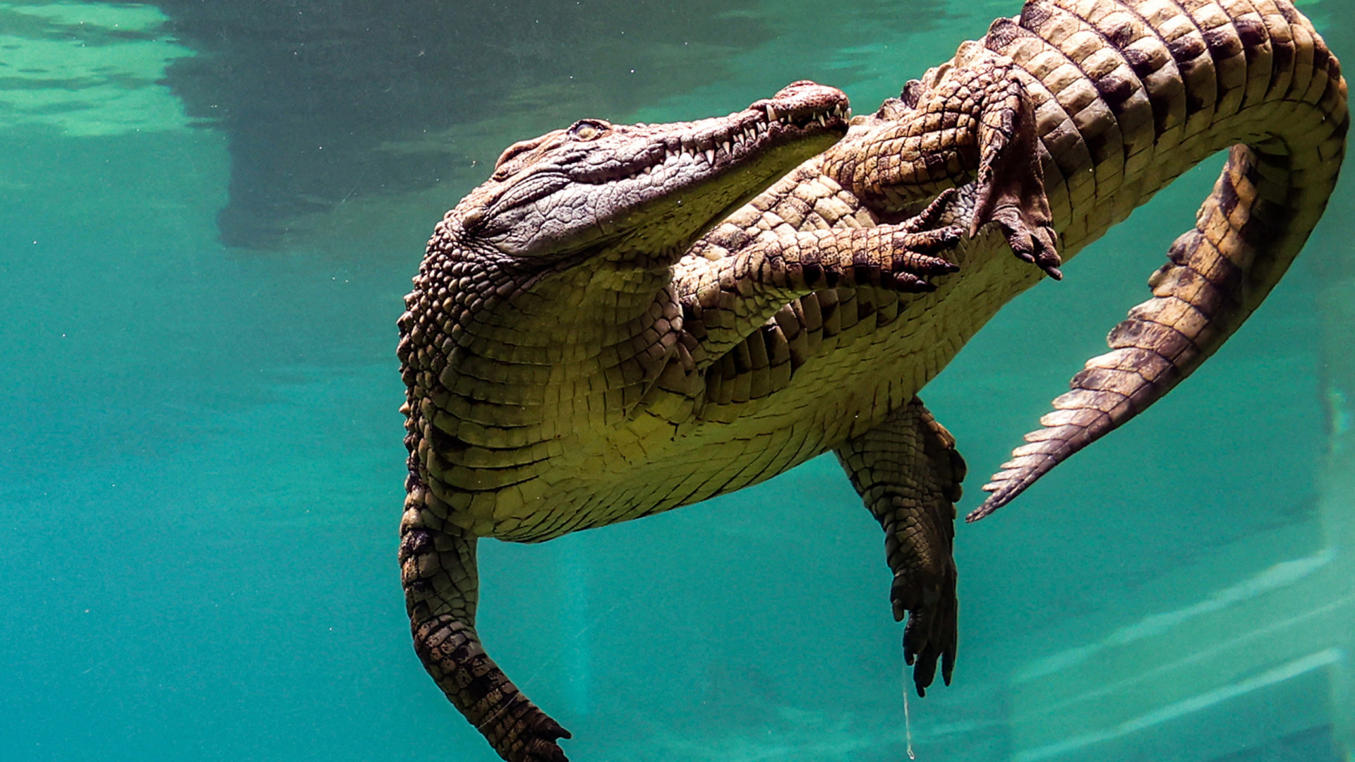 Dubai abre parque de crocodilos do Nilo, o 1.º do Médio Oriente. Veja!