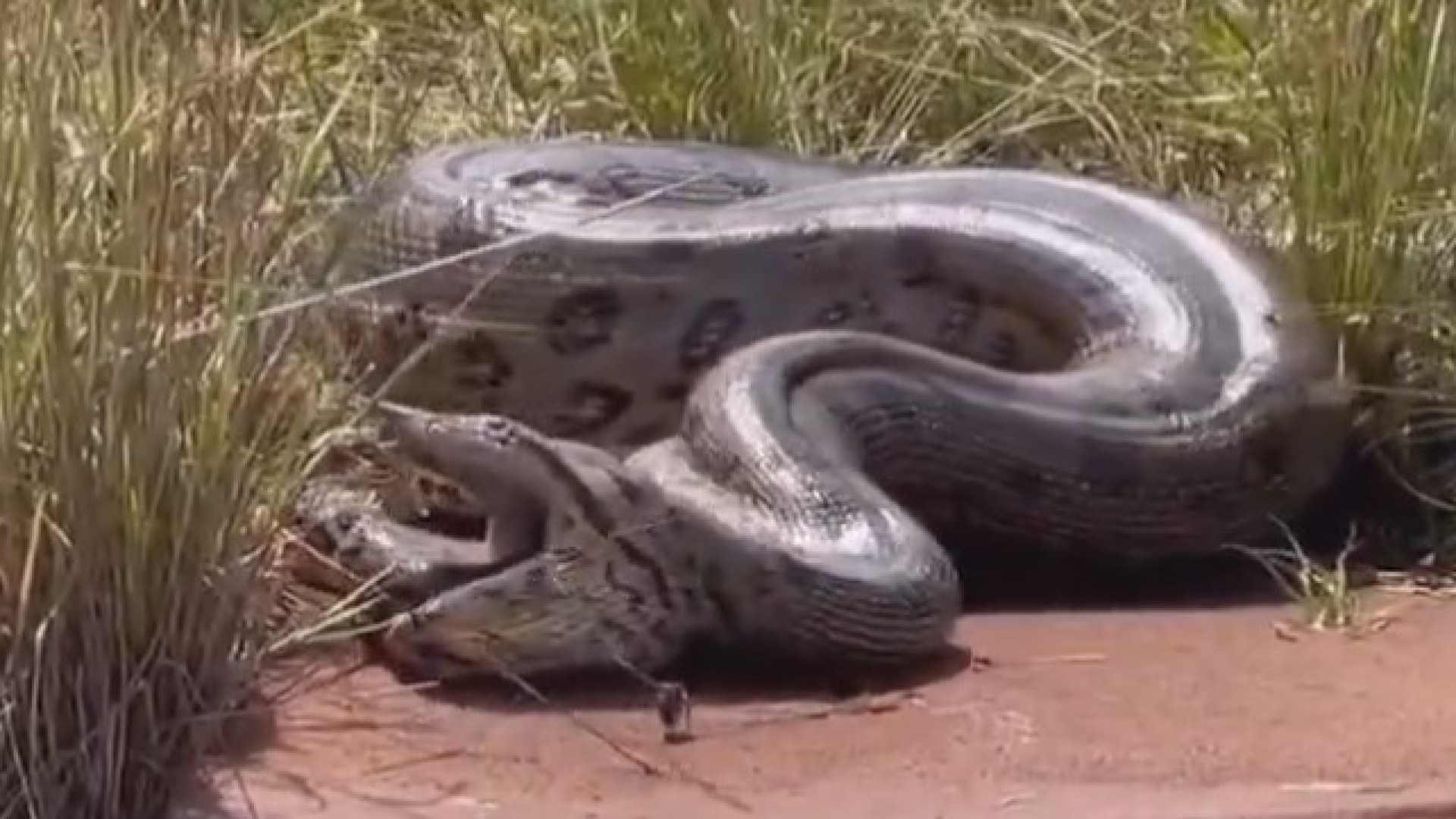 Veja o momento em que uma anaconda 'vomita' outra cobra