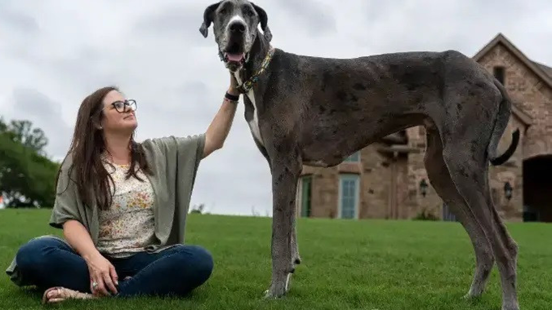 Cão mais alto do mundo é diagnosticado com câncer ósseo: "devastador" 