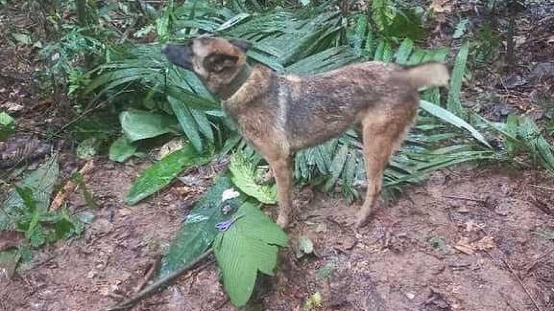 Wilson, o cão que salvou irmãos na selva, foi localizado. "Está arisco"