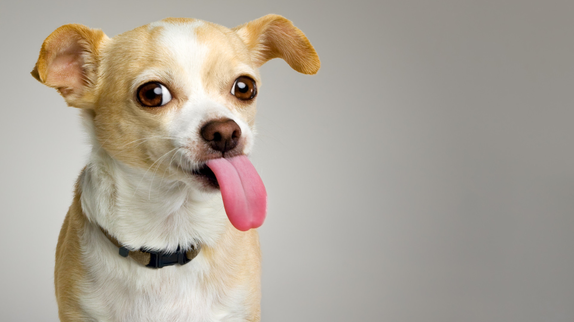 Formas secretas que os cachorros usam para se comunicar com a gente