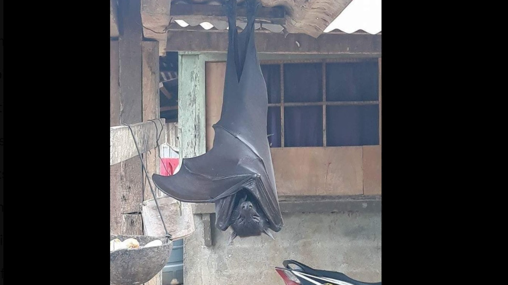 Morcego gigante 'assusta' internautas. Filipinos garantem que é real