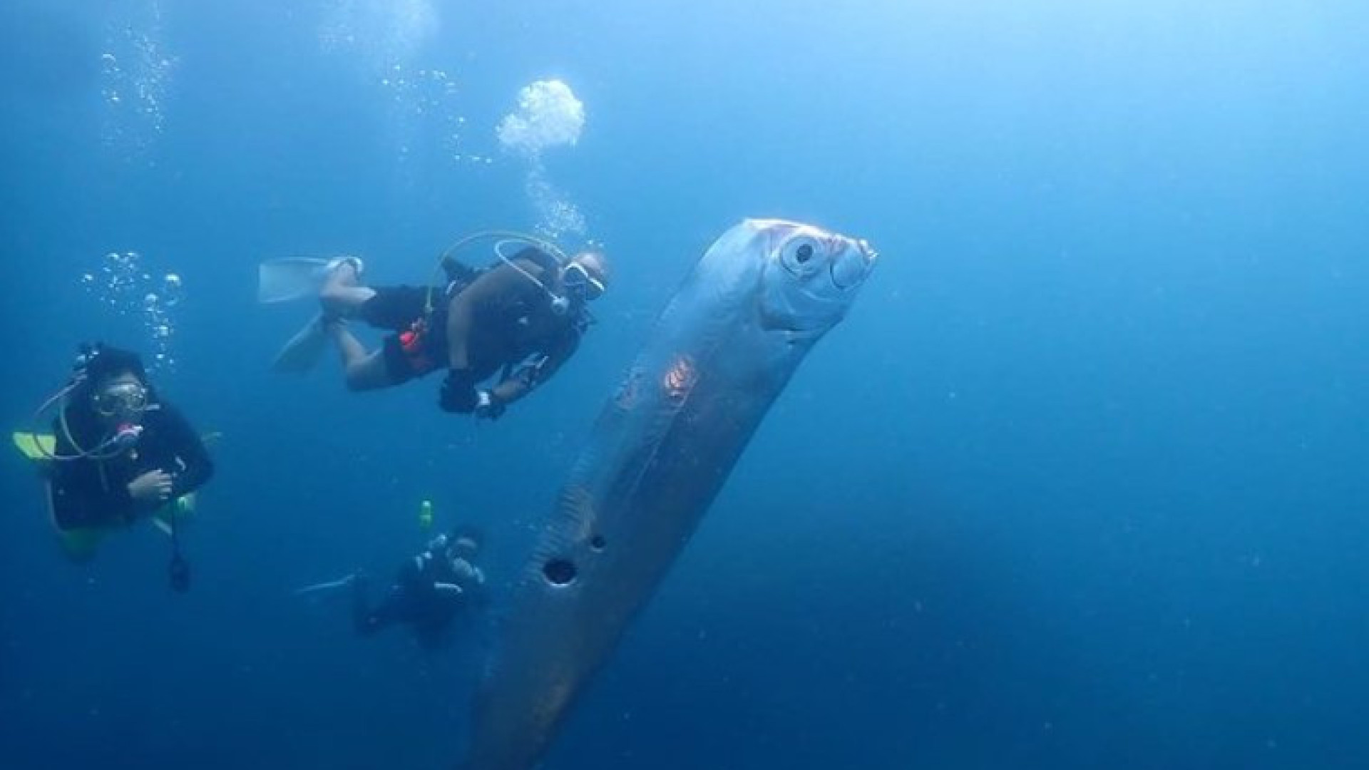 Peixe raro (e estranho) é encontrado por grupo de mergulhadores em Taiwan