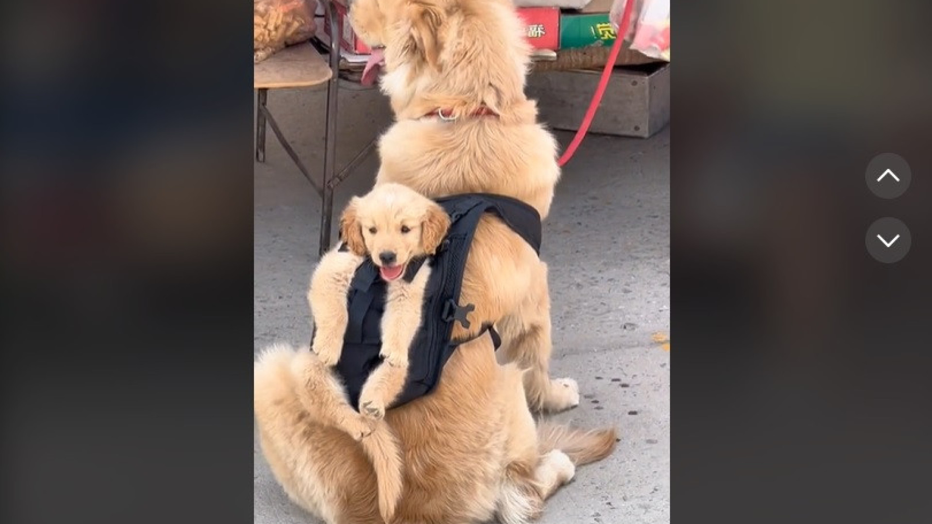 Cão carrega filhote numa mochila durante passeio; vídeo