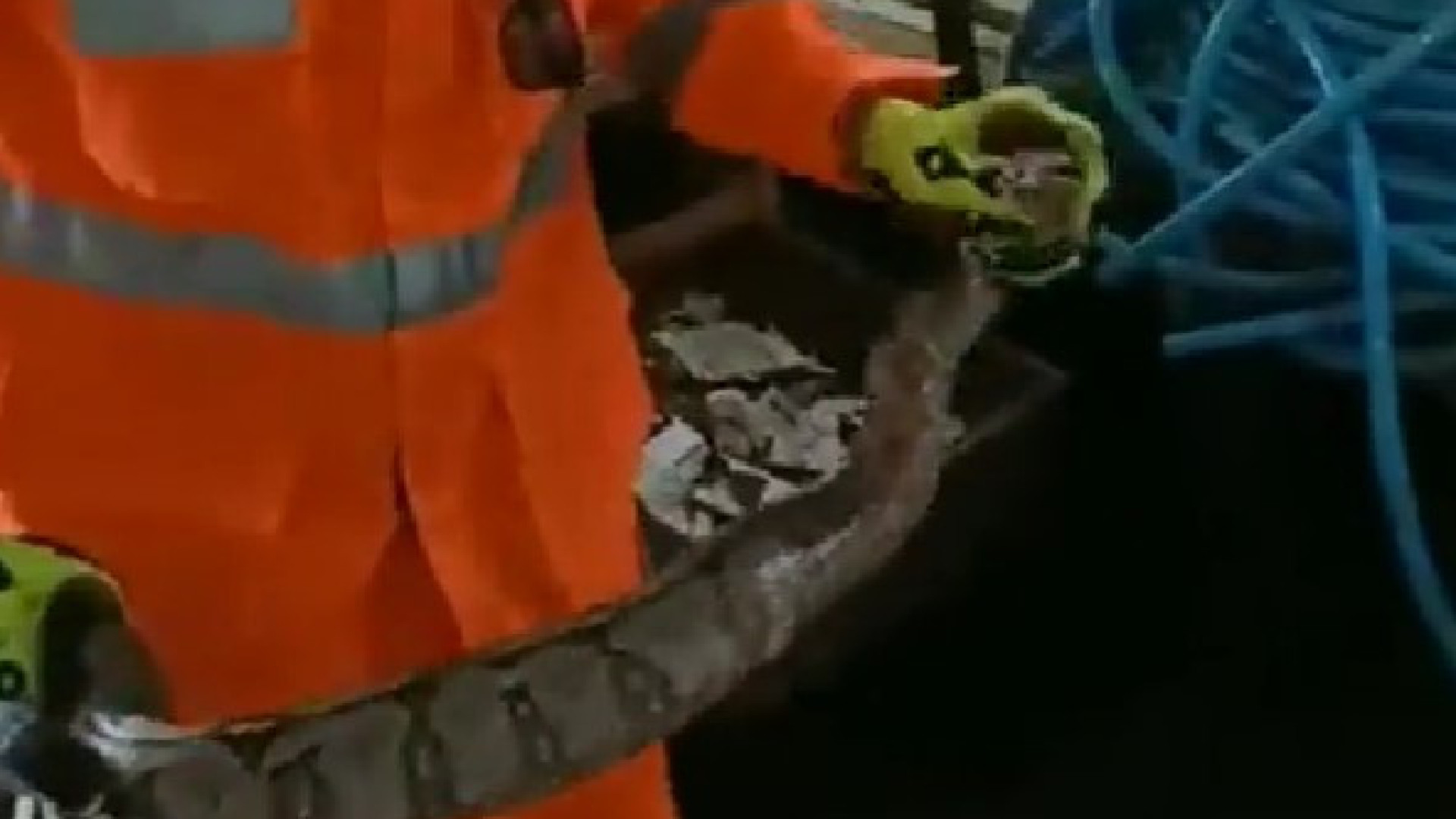 Jiboia de 1,5 m é encontrada em gaveta de casa em Minas Gerais; vídeo