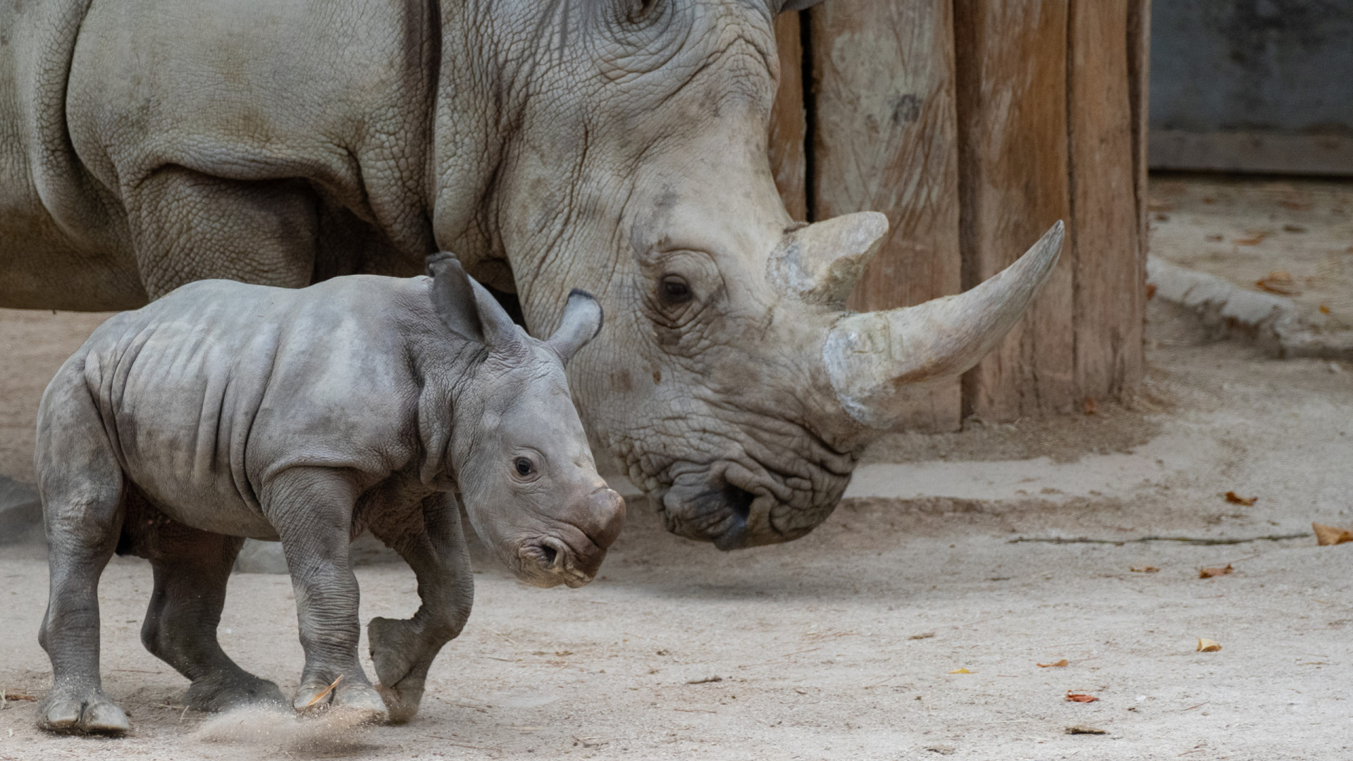 Jardim zoológico do Reino Unido dá as boas-vindas a rinoceronte branco