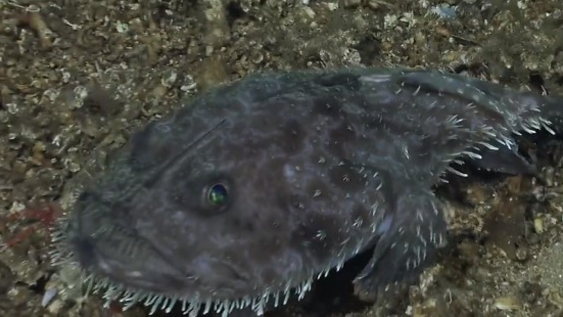 Imagens raras mostram ‘diabo negro do mar’ nas Ilhas Galápagos