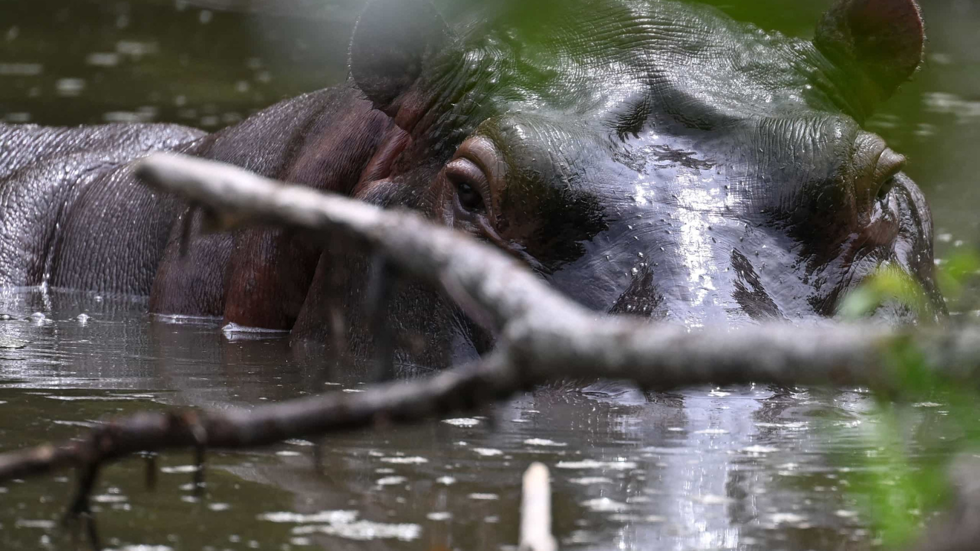 Colômbia começa a esterilizar os hipopótamos de Pablo Escobar