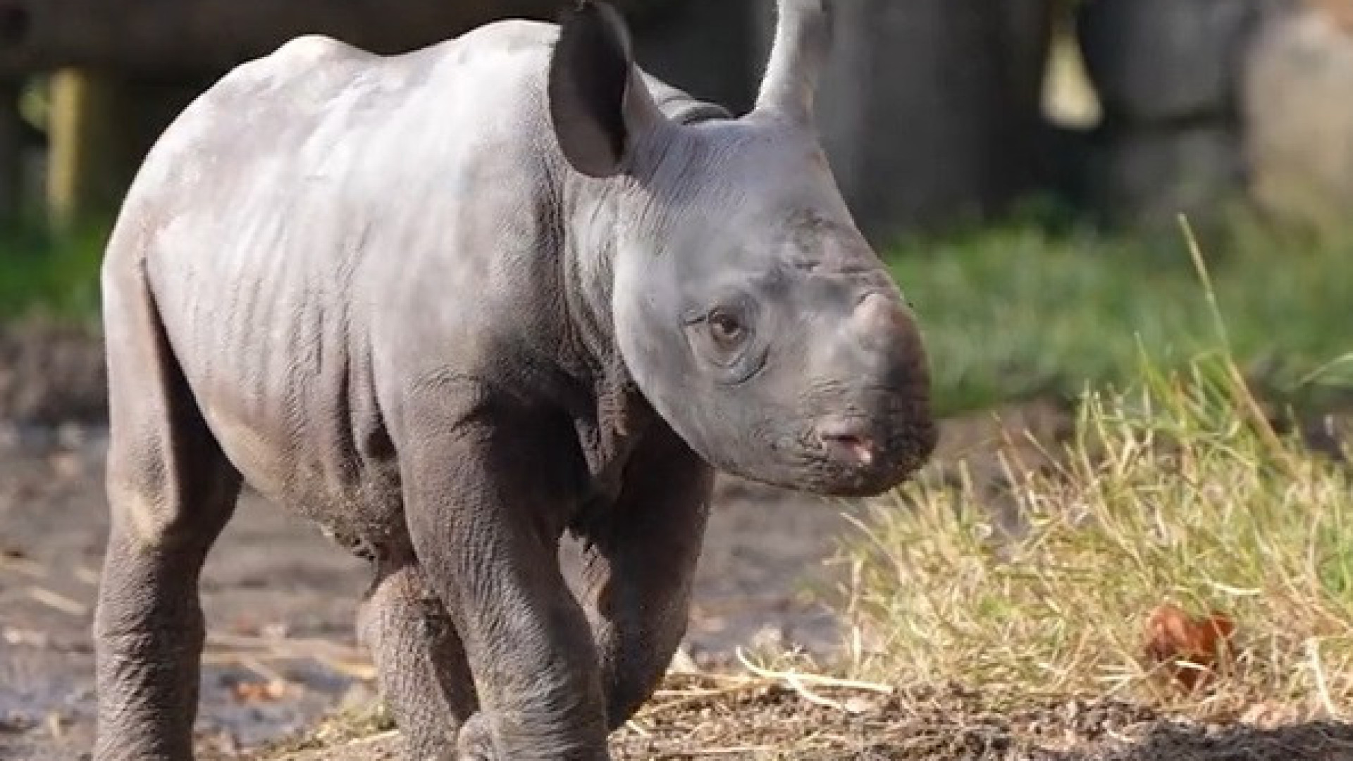Vídeo mostra nascimento de rinoceronte bebê em zoológico na Inglaterra