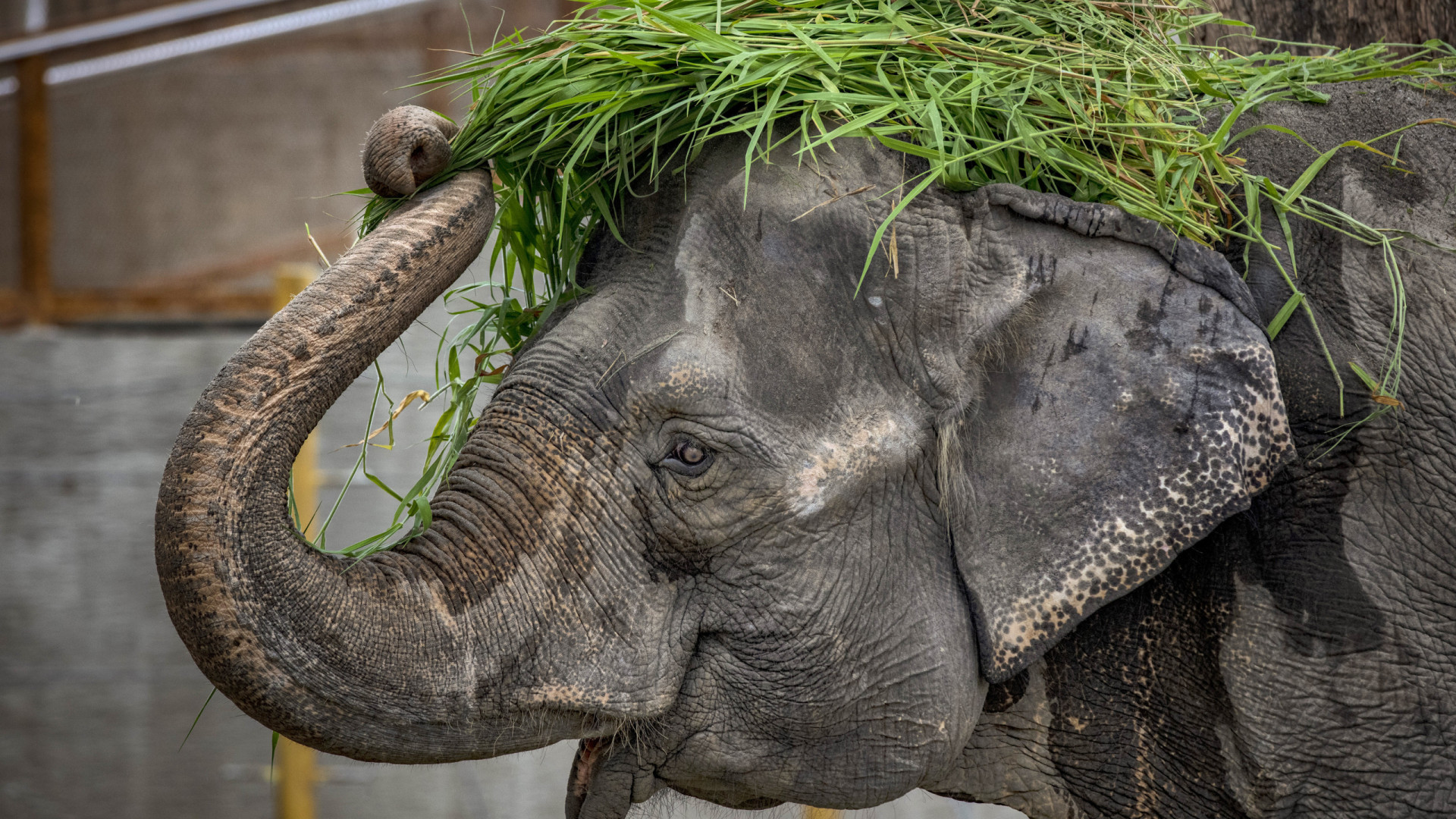 Morre Mali, considerada uma das elefantas "mais tristes" do mundo