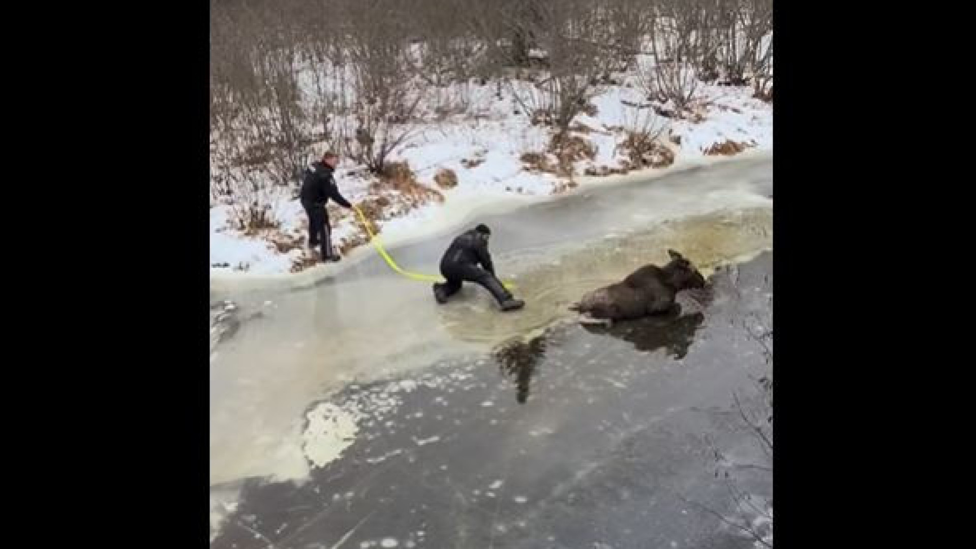Casal salva alce que caiu e ficou preso em lago congelado; veja