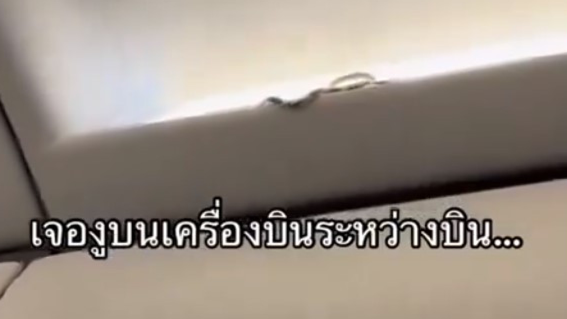 Cobra invade avião e causa pânico em voo na Tailândia