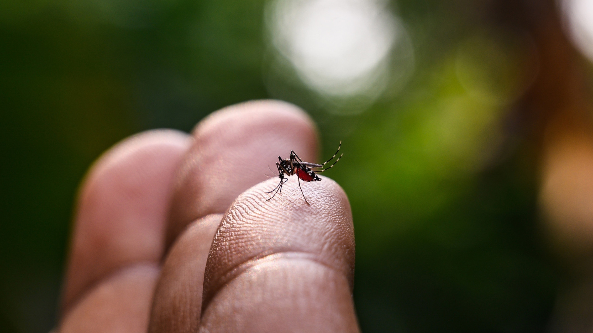 Estudo mostra como mosquitos podem 'farejar' humanos