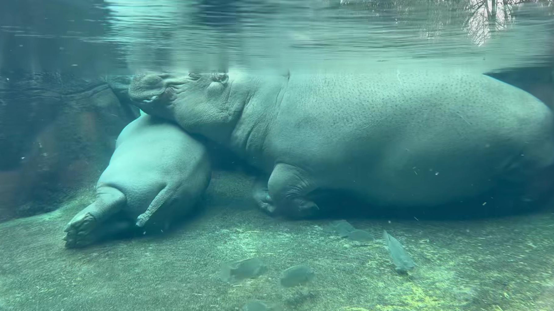 "Fofura": Cochilo de hipopótamos debaixo da água delicia 'internet'