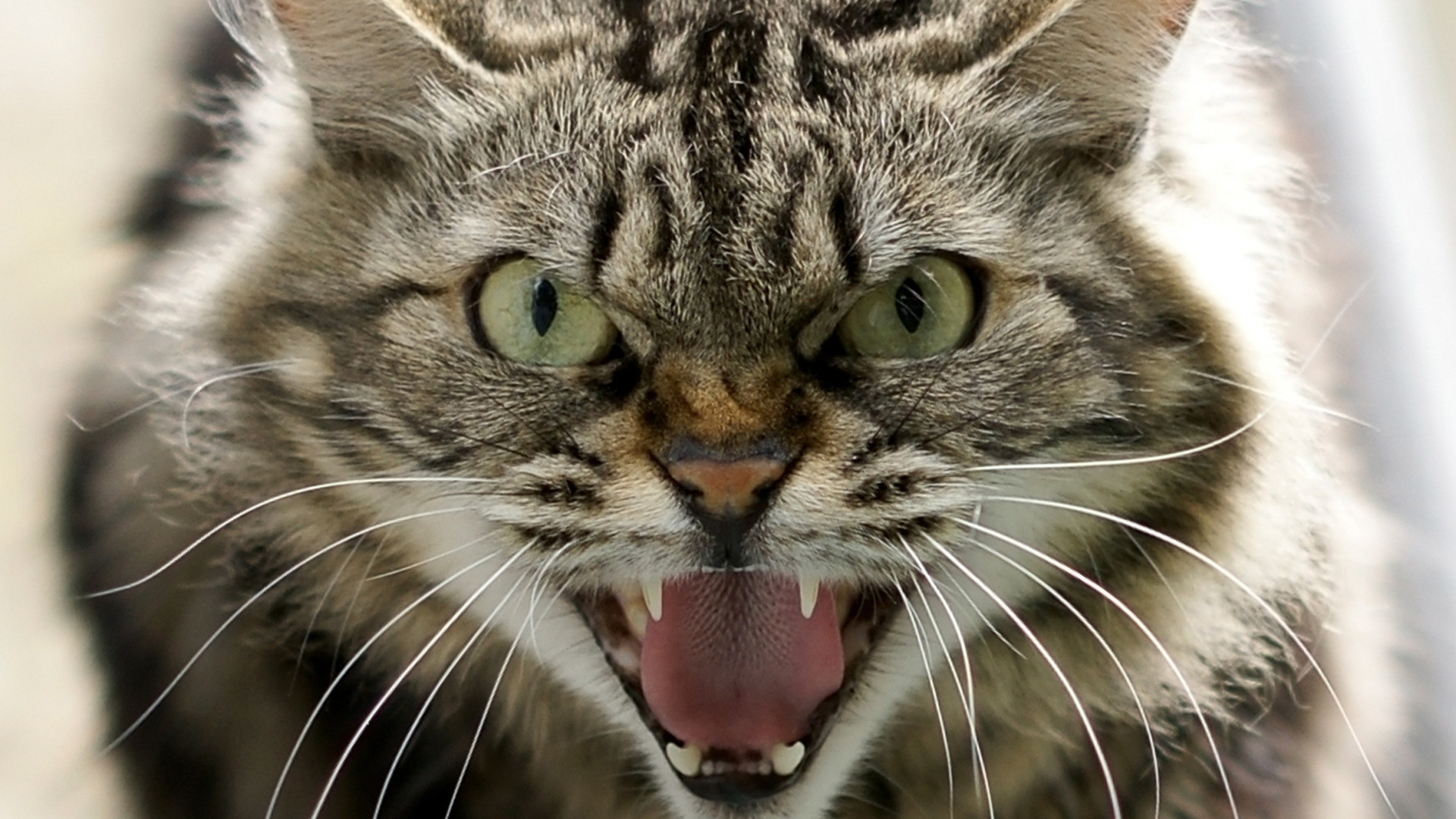 Por que os gatos rosnam e o que eles estão tentando nos dizer?