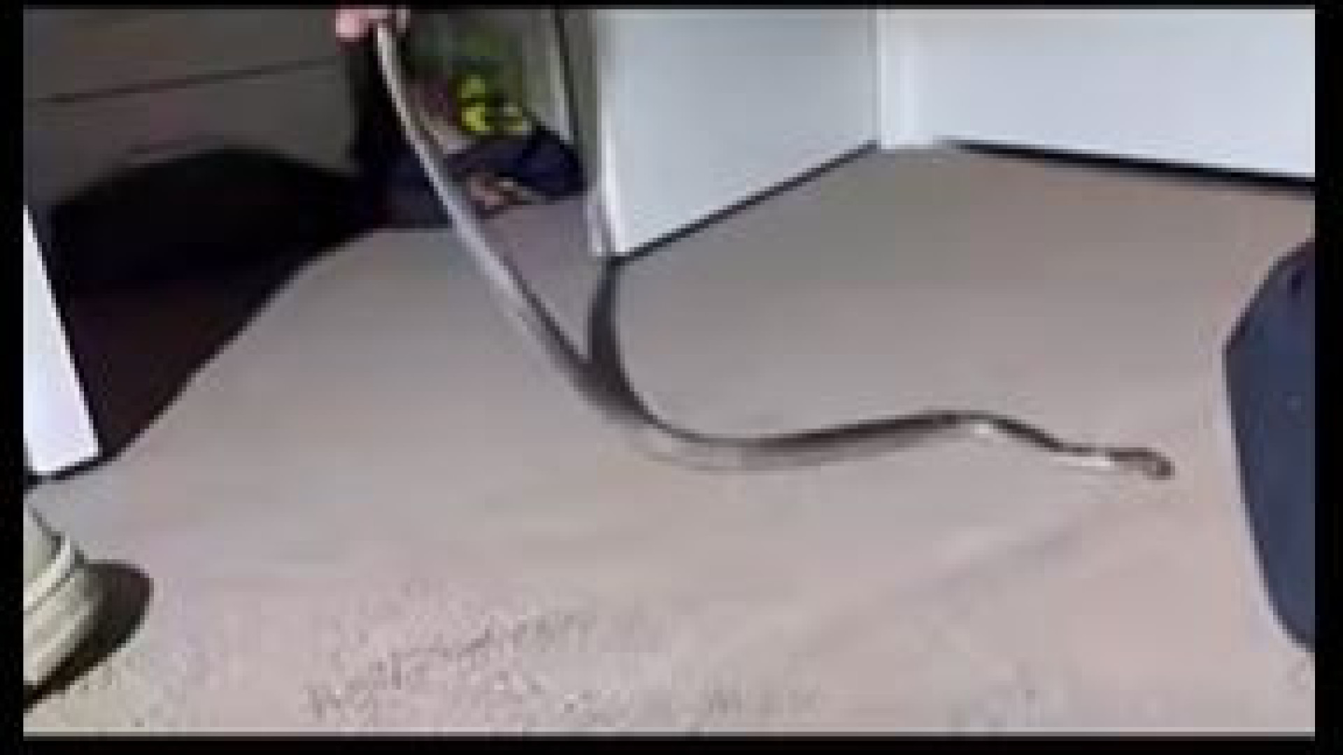 Cobra venenosa se esconde em armário de criança; veja