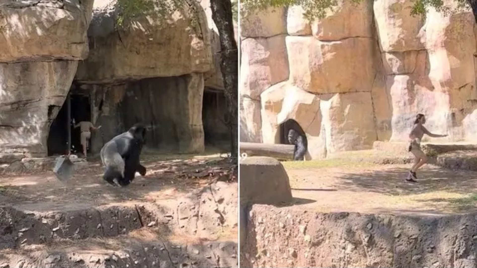Tratadores tentam escapar de gorila solto em zoológico; veja