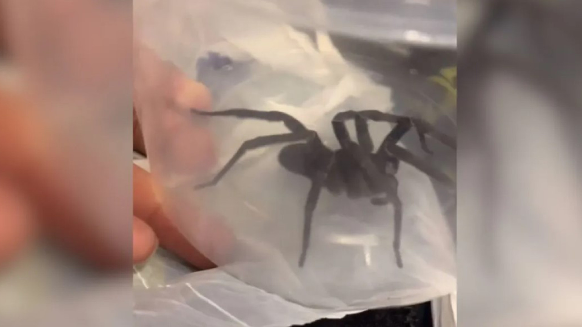 Mulher encontra aranha venenosa na caixa de brinquedos do filho