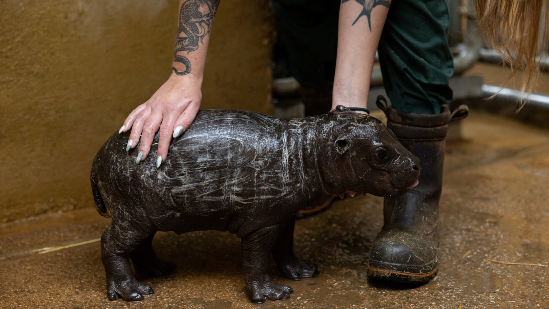 Raro hipopótamo pigmeu nasce em Atenas pela 1.ª vez em 10 anos