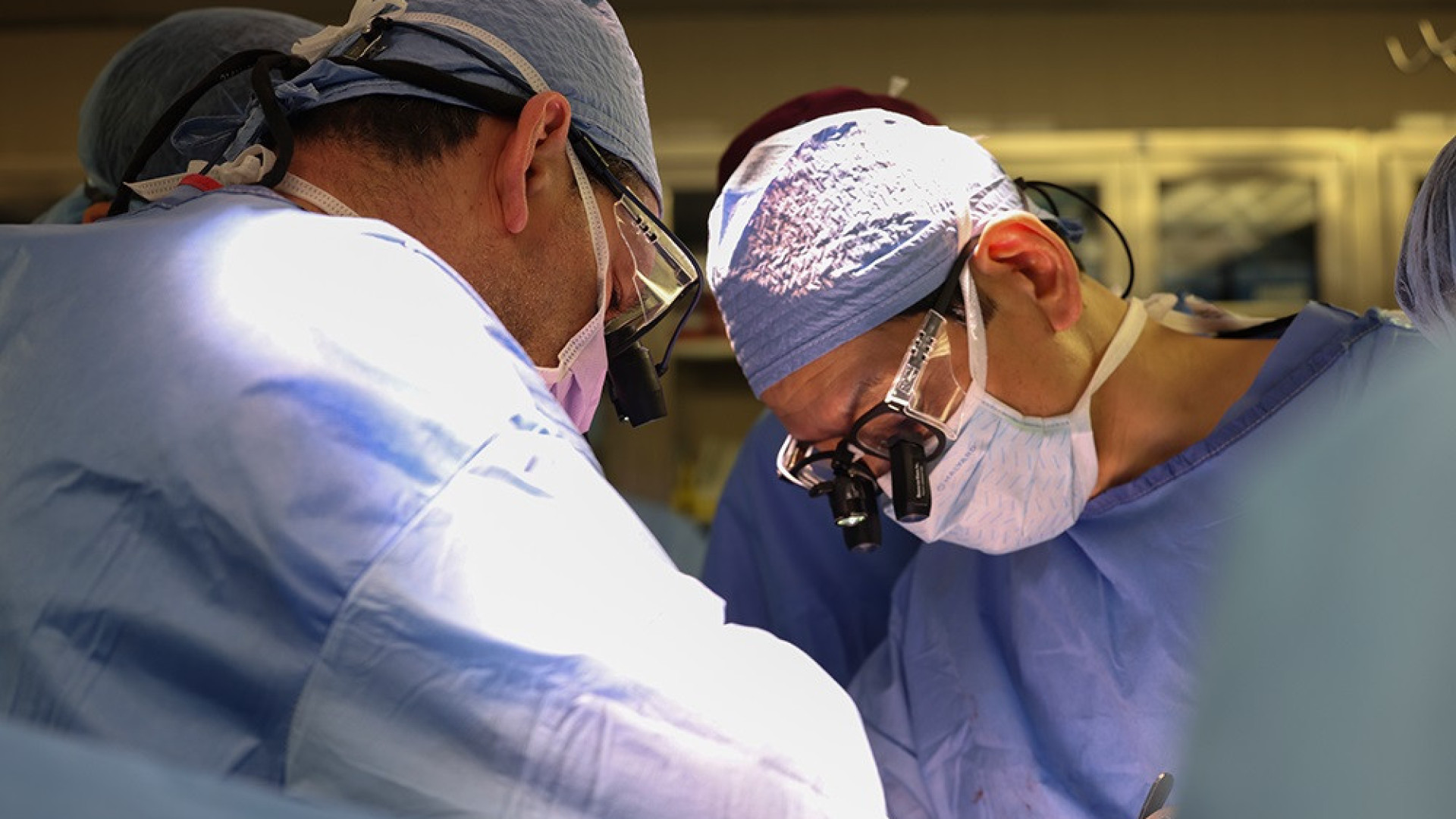 Cirurgiões transplantam 1º rim de porco modificado em um ser humano vivo