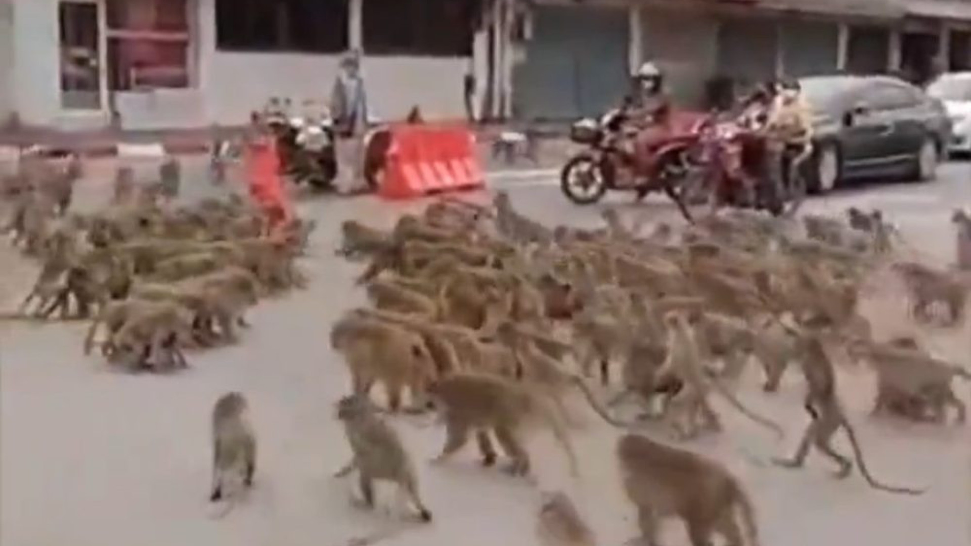 Vídeo: Luta entre macacos rivais na Tailândia viraliza na internet