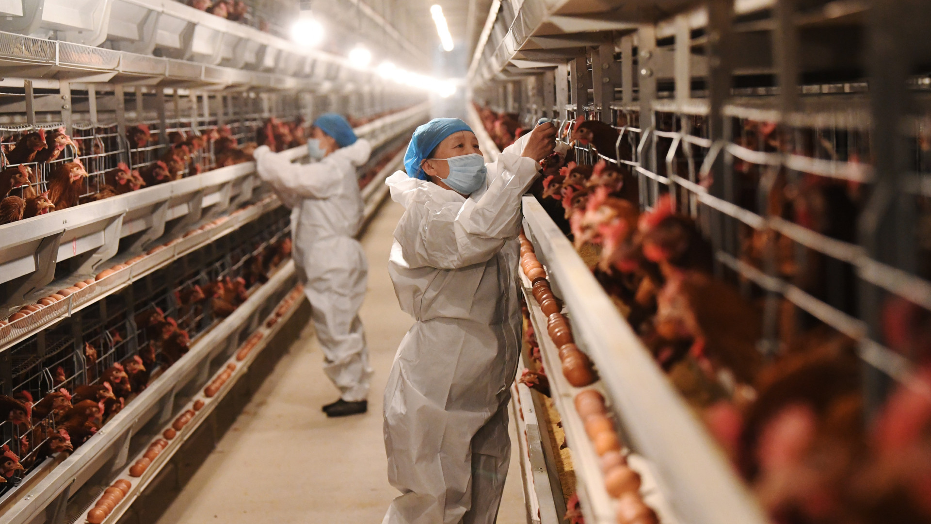 Ministério da Agricultura prorroga estado de emergência zoossanitária para gripe aviária