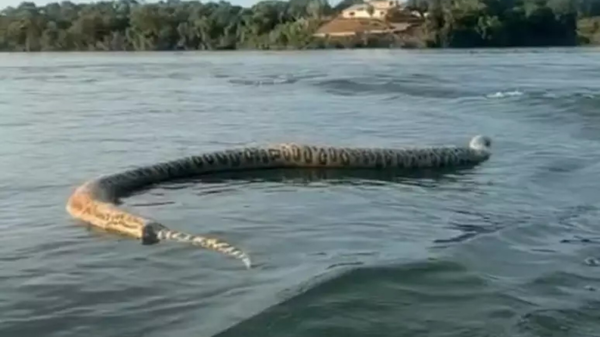 Cobra gigante morta é vista boiando em lago de hidrelétrica no Tocantins