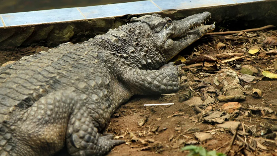 Menino atacado por crocodilo já passou por 5 cirurgias e precisa de mais
